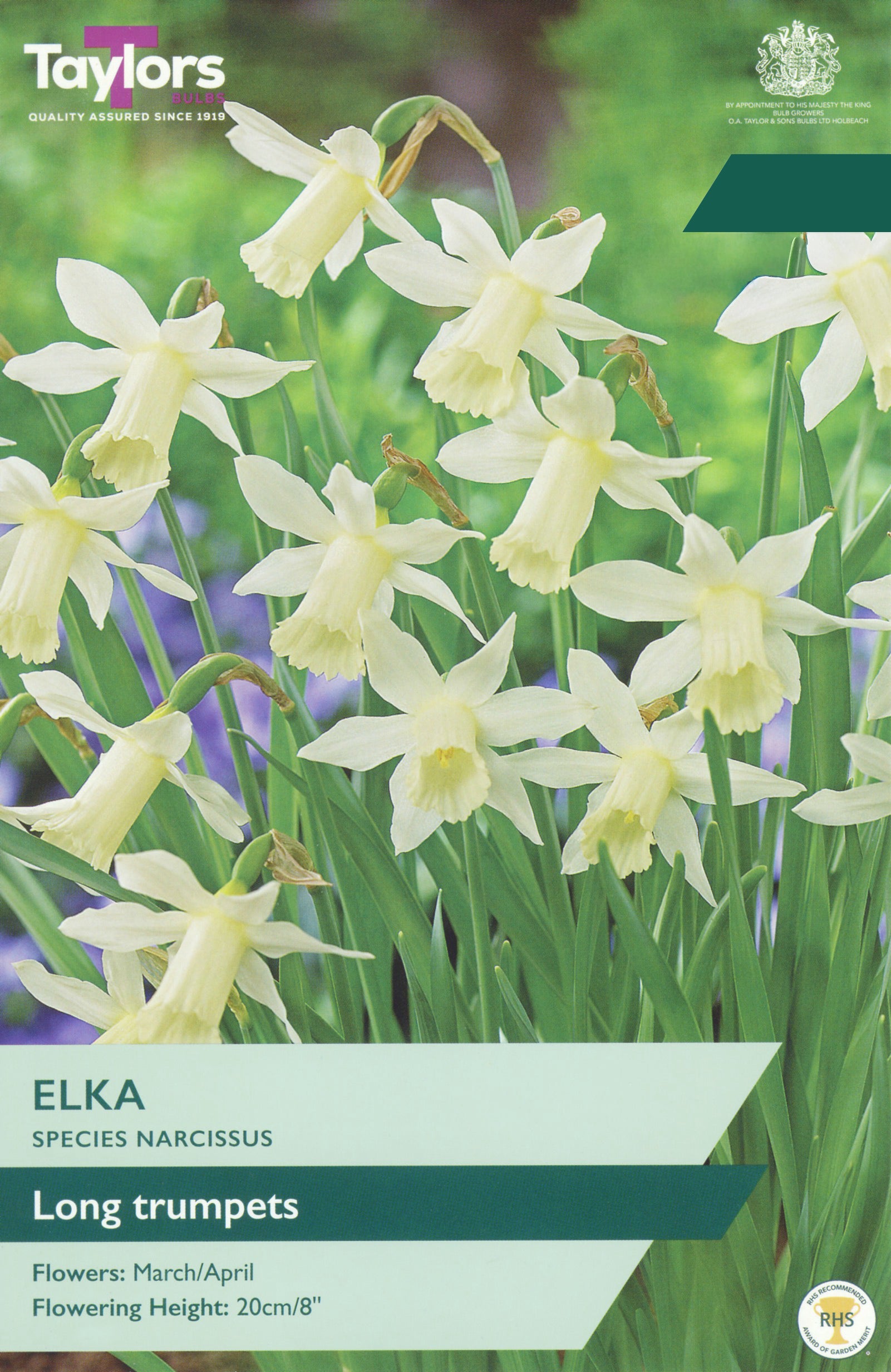 Taylor's Bulbs Choice Pack Narcissus Elka