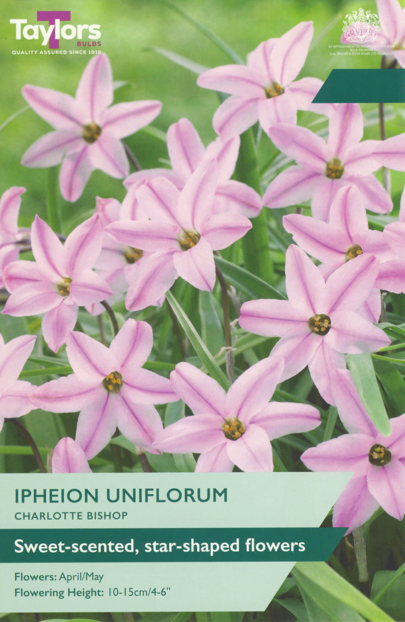 Taylor's Bulbs Ipheion Uniflorum Charlotte Bishop