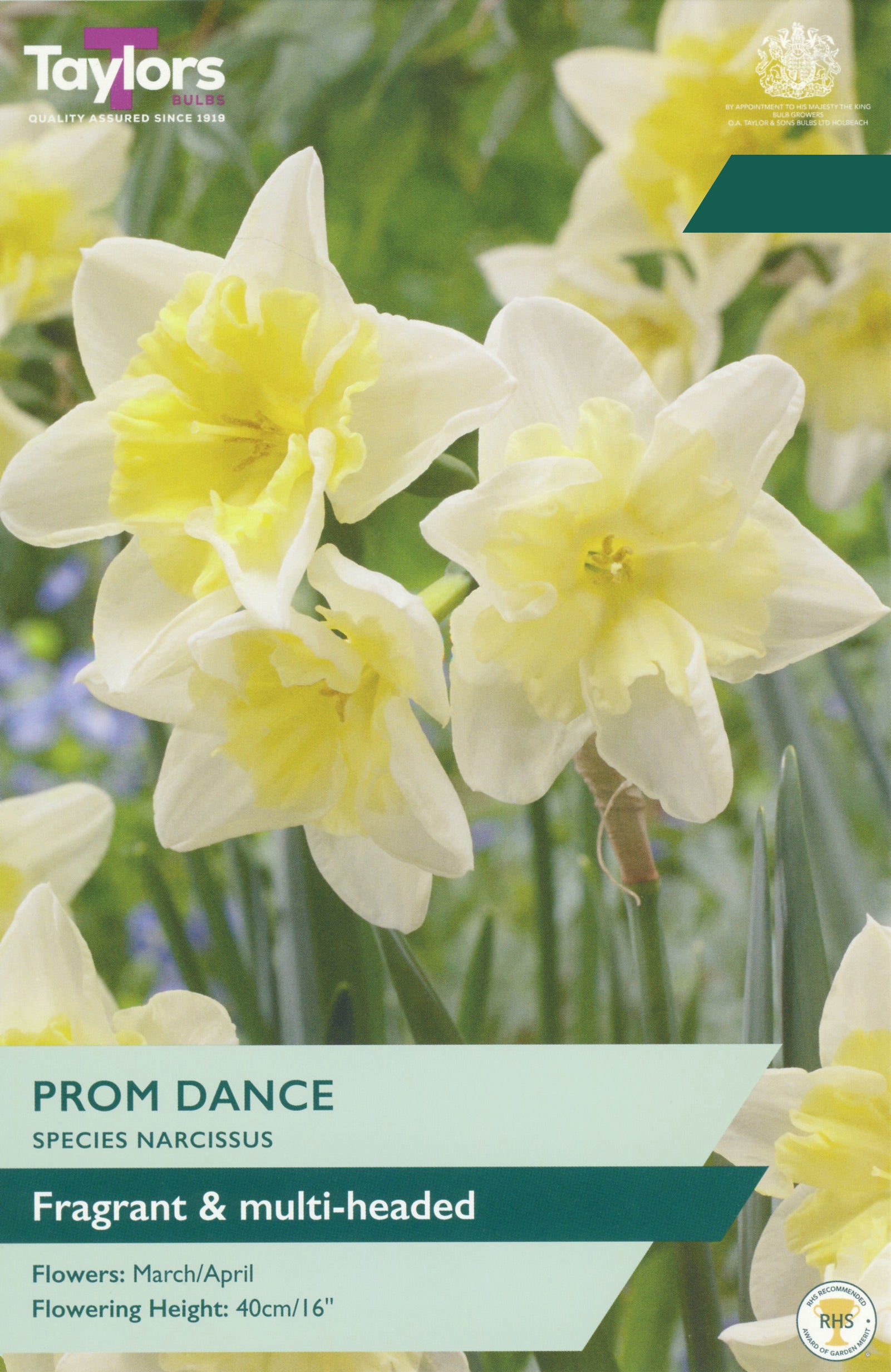 Taylor's Bulbs Choice Pack Narcissus Prom Dance