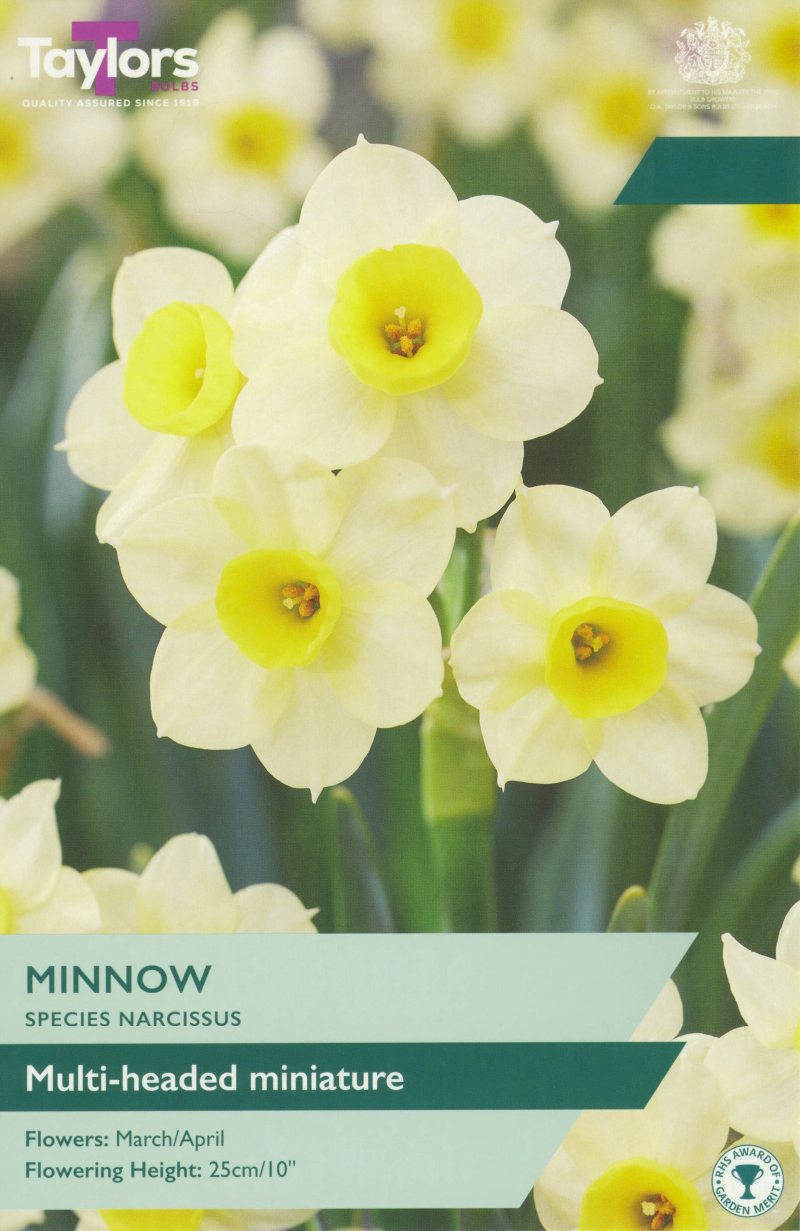 Taylor's Bulbs Narcissus Minnow