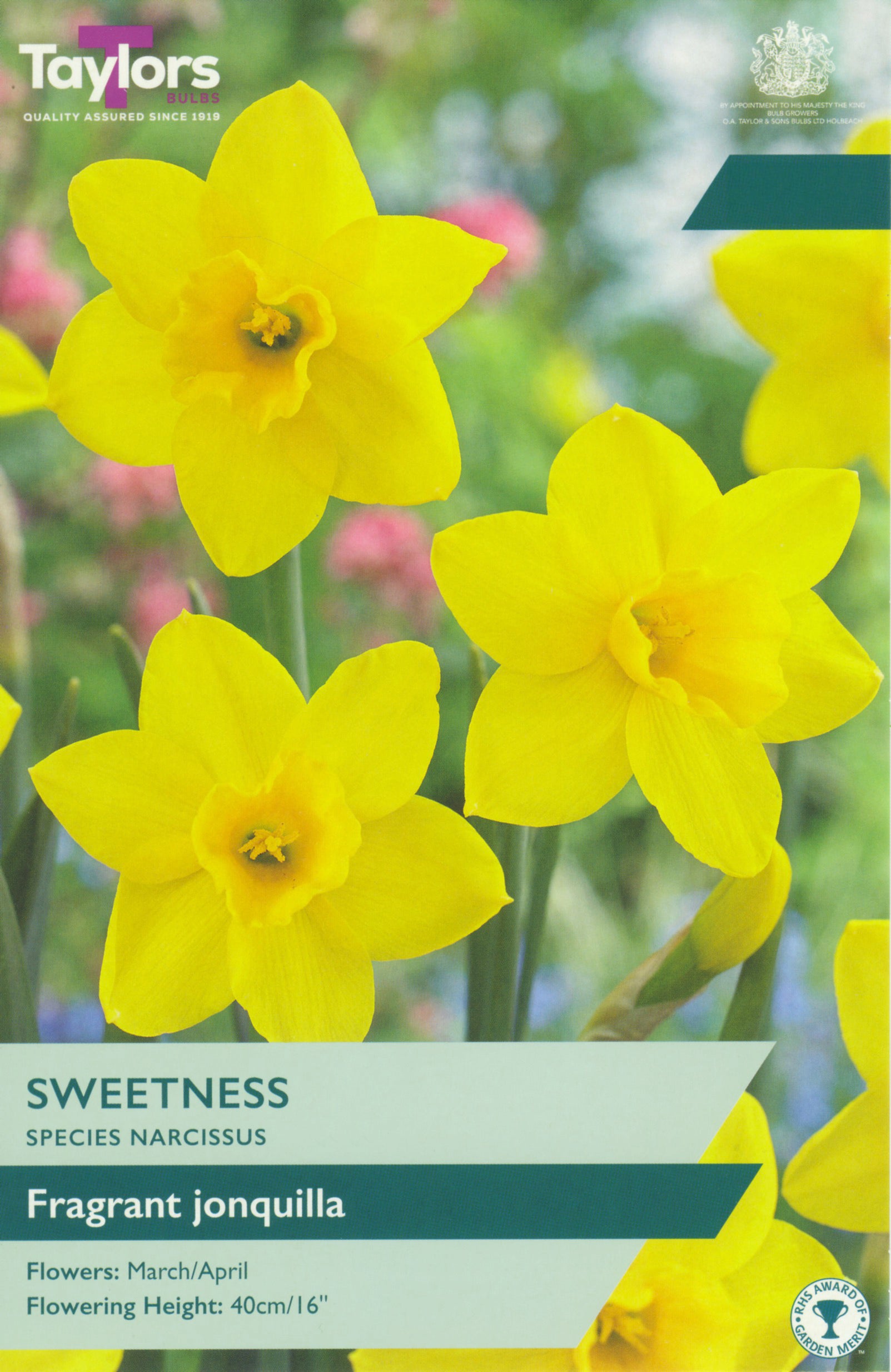 Taylor's Bulbs Narcissus Sweetness
