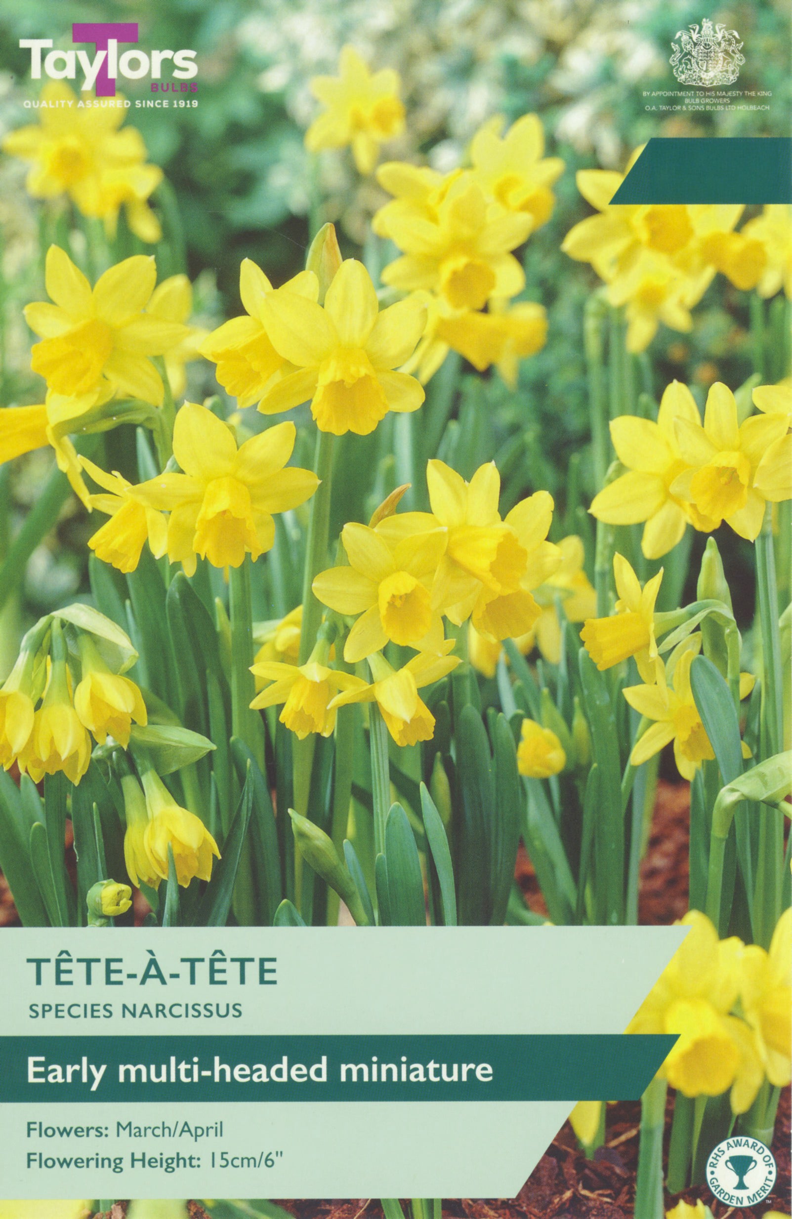 Taylor's Bulbs Narcissus Tete A Tete