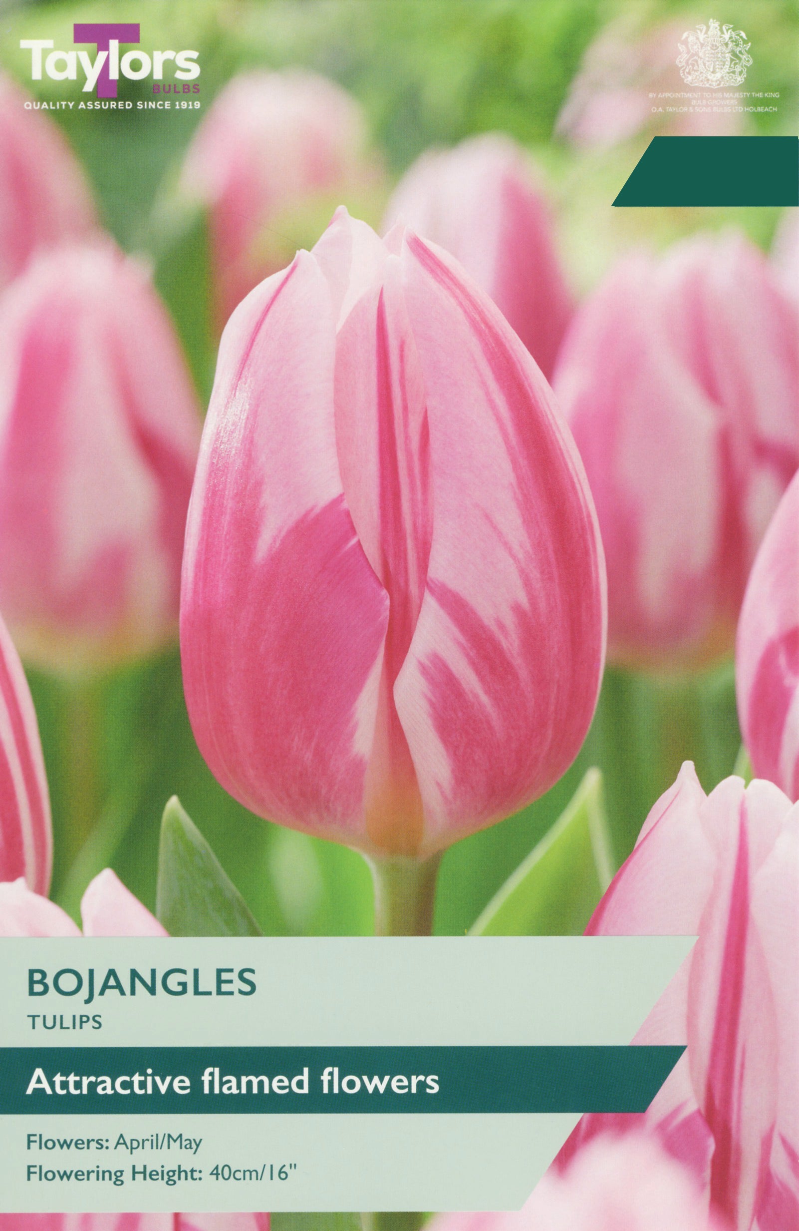 Taylor's Bulbs Choice Pack Tulip Bojangles
