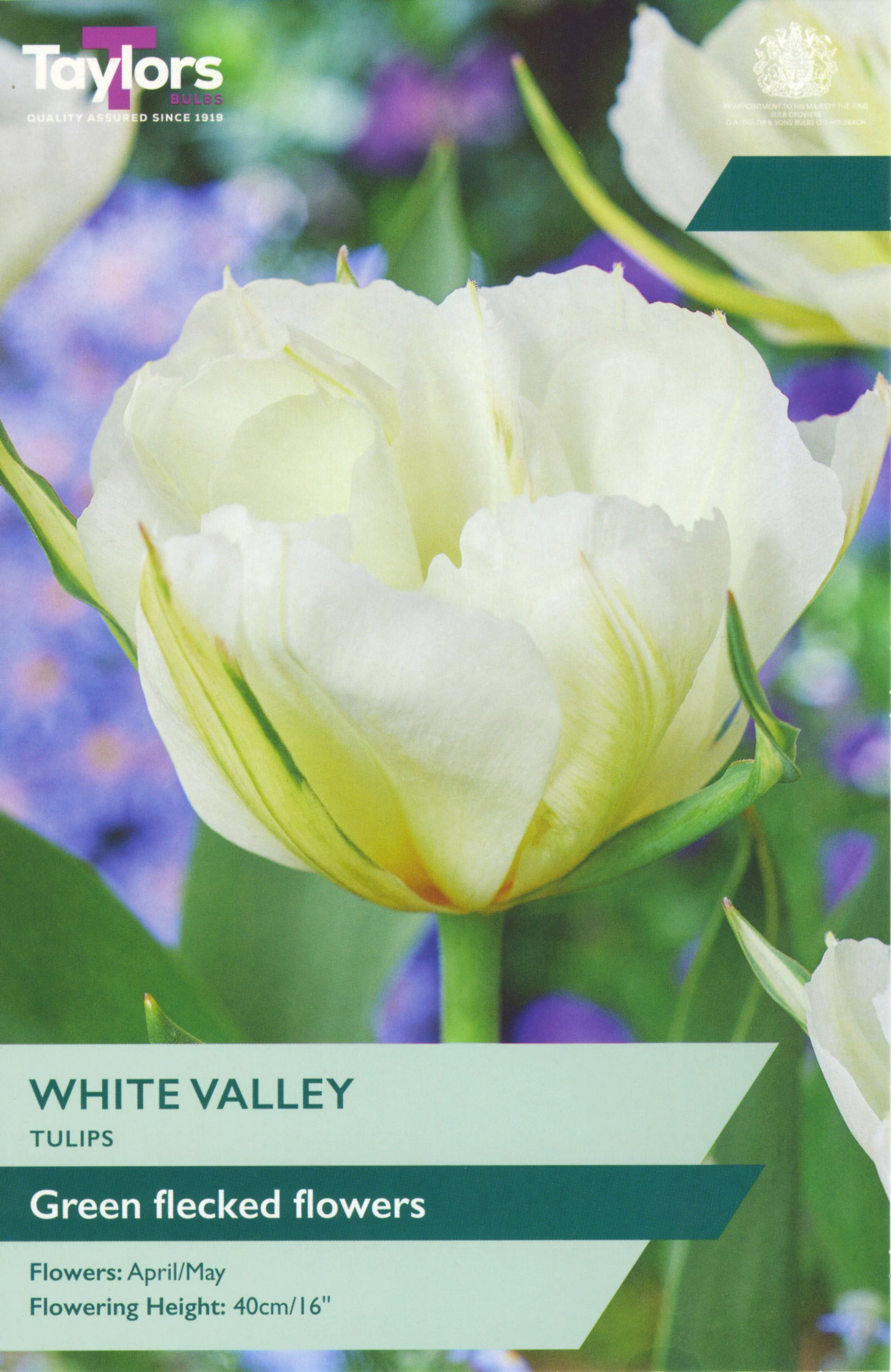 Taylor's Bulbs Tulip White Valley