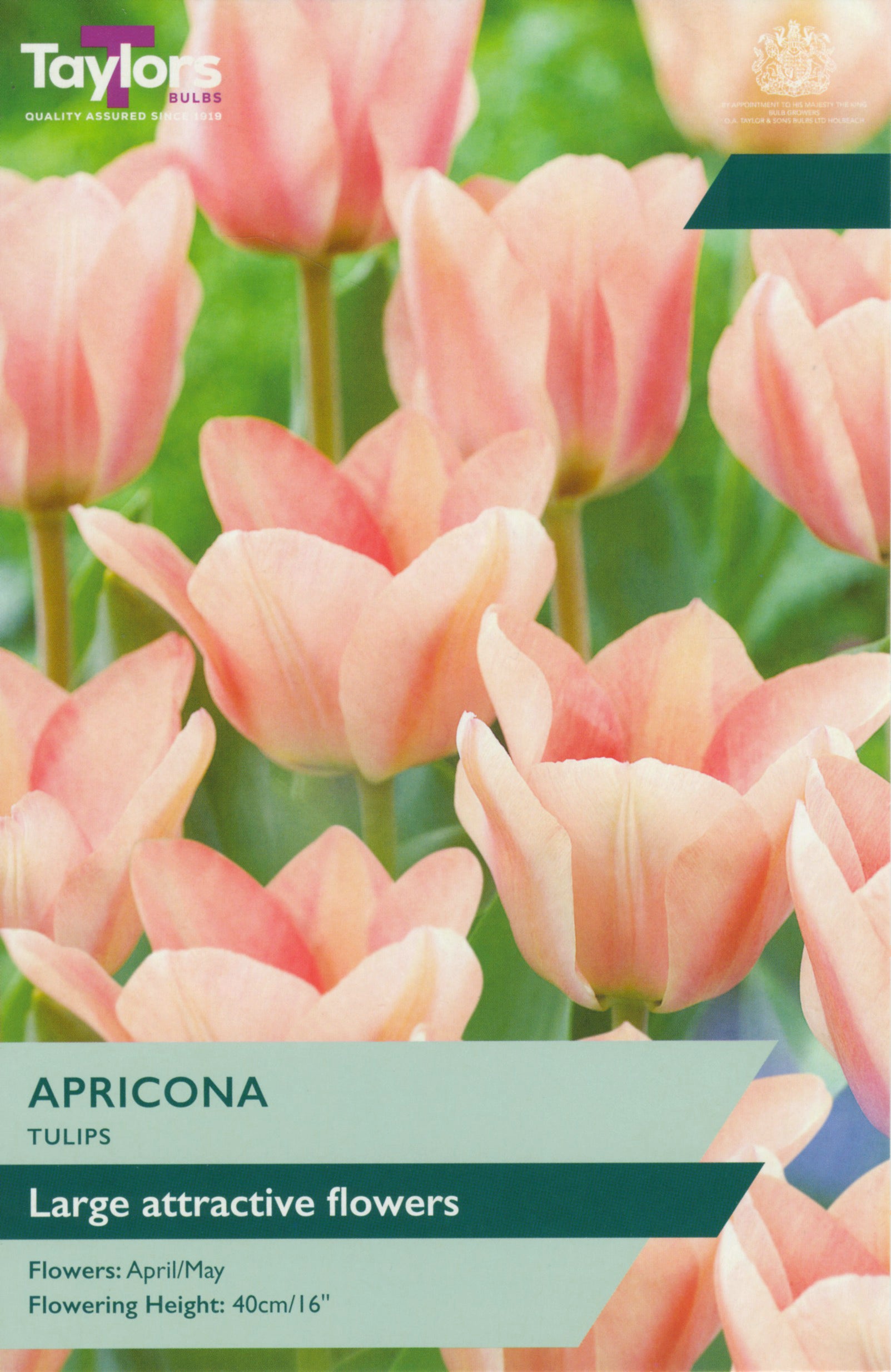 Taylor's Bulbs Tulip Apricona