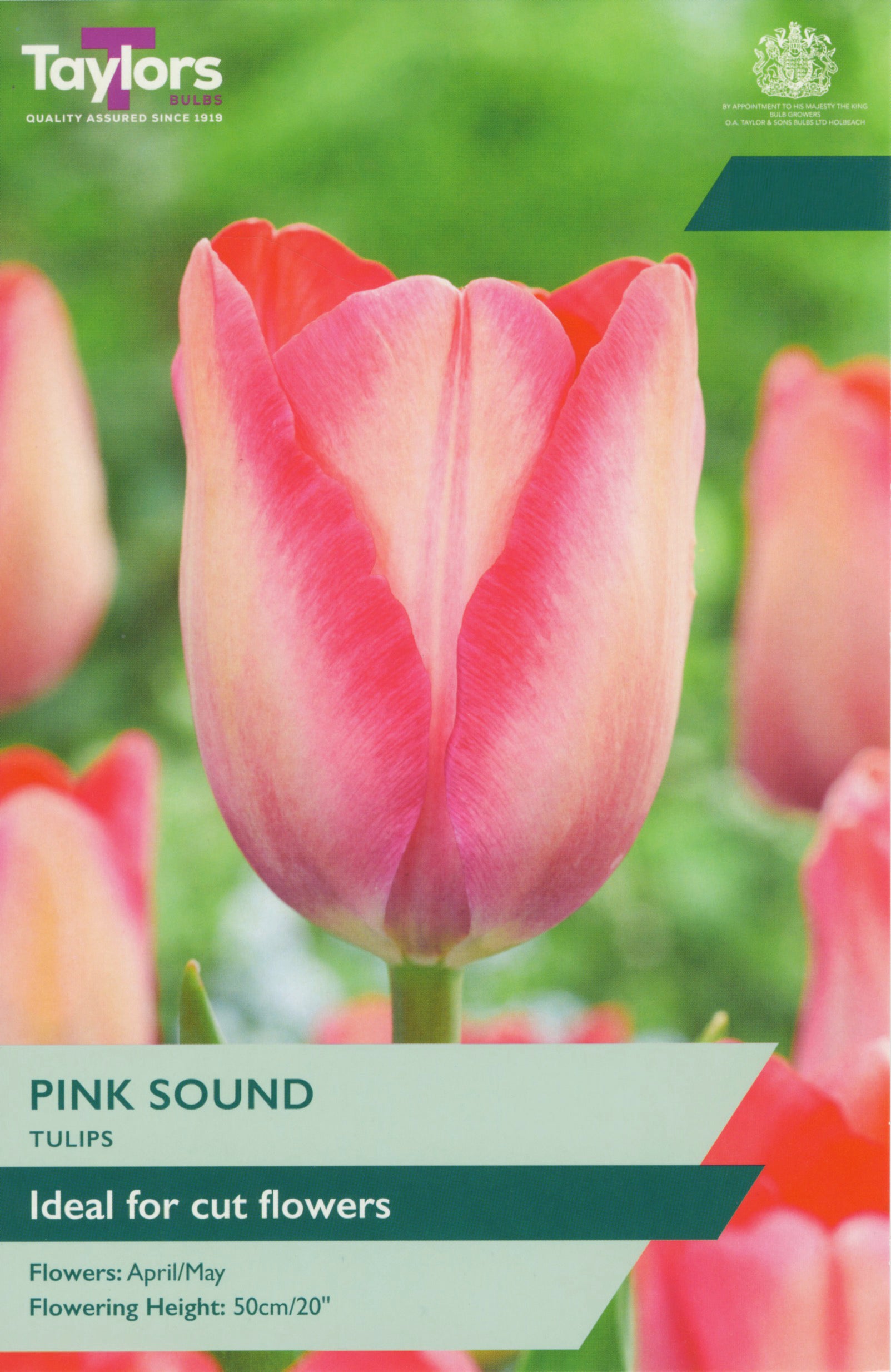Taylor's Bulbs Tulip Pink Sound