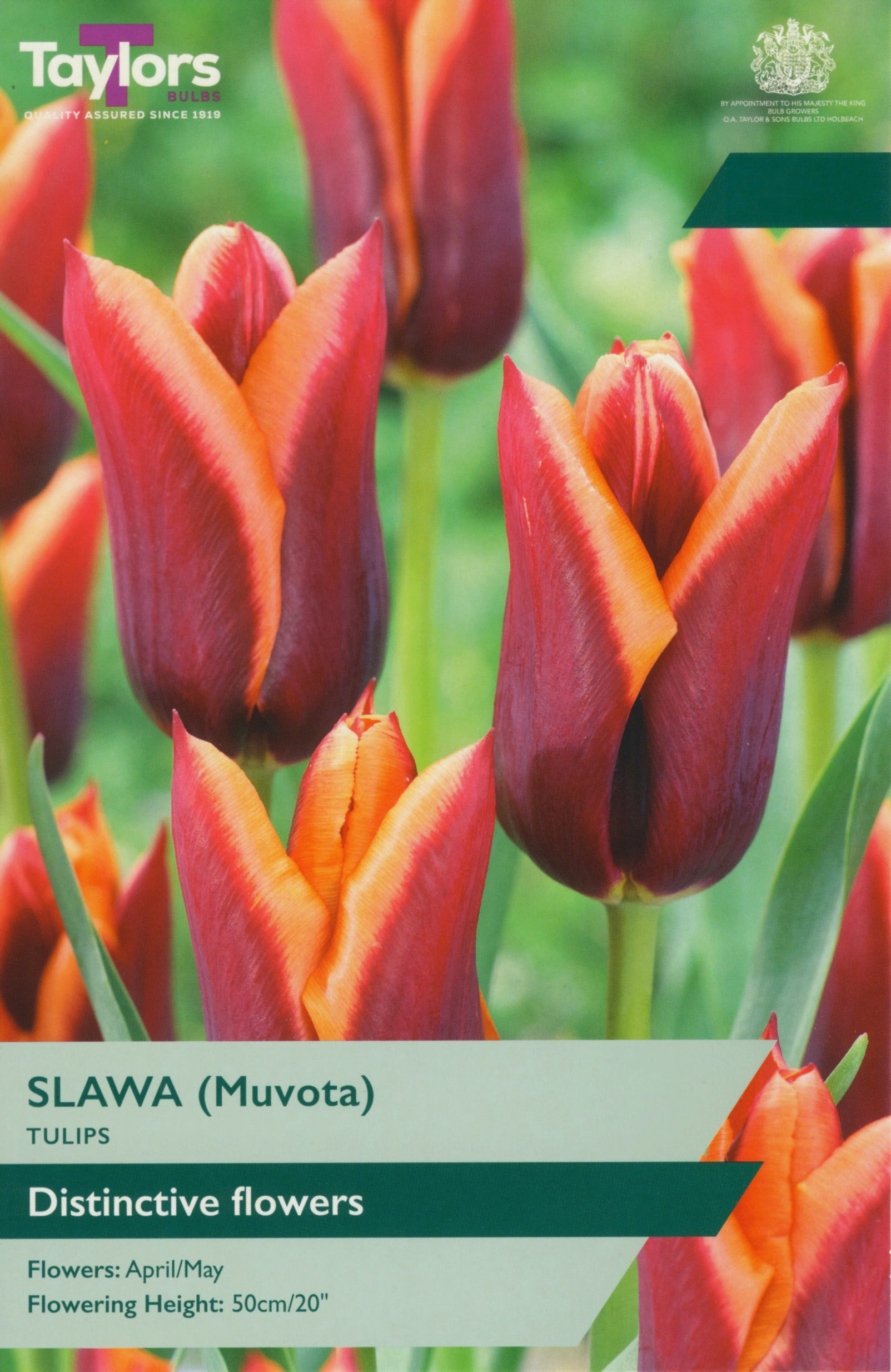 Taylor's Bulbs Tulip Slawa
