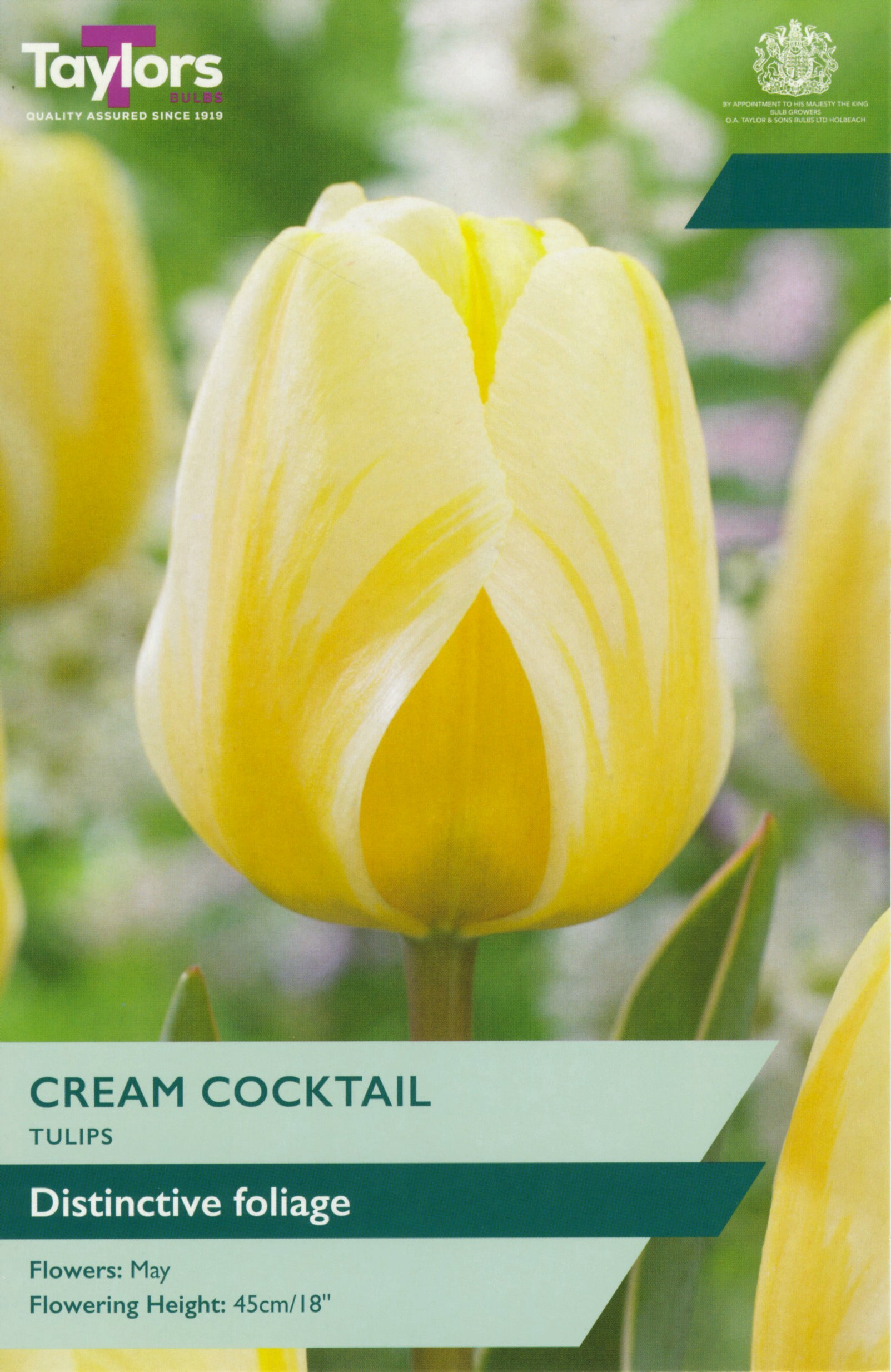 Taylor's Bulbs Tulip Cream Cocktail
