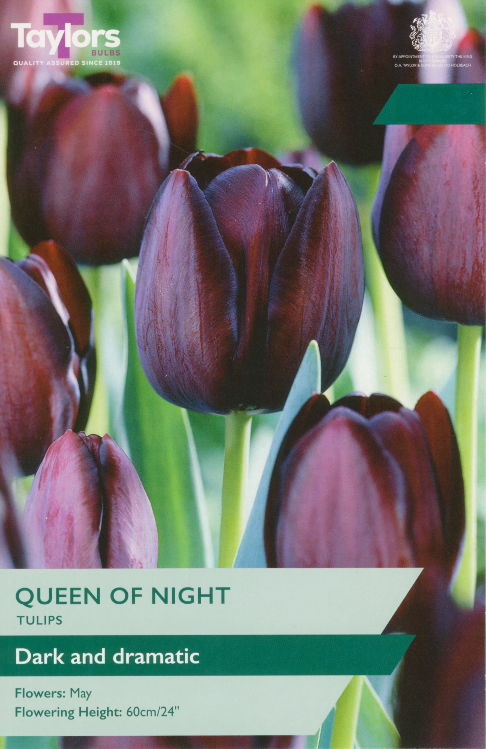 Taylor's Bulbs Tulip Queen Of Night