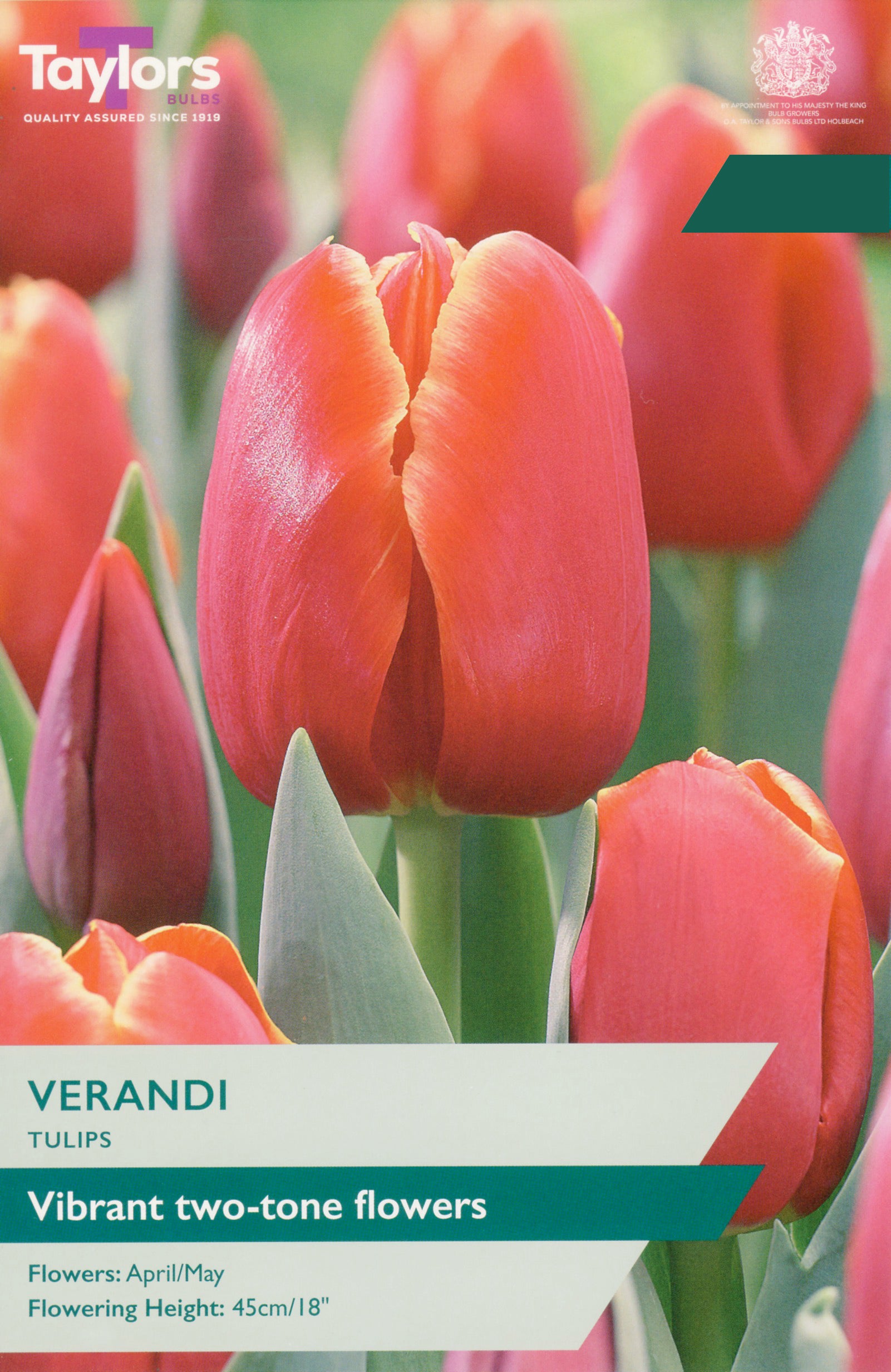 Taylor's Bulbs Choice Pack Tulip Verandi Bulb Pack