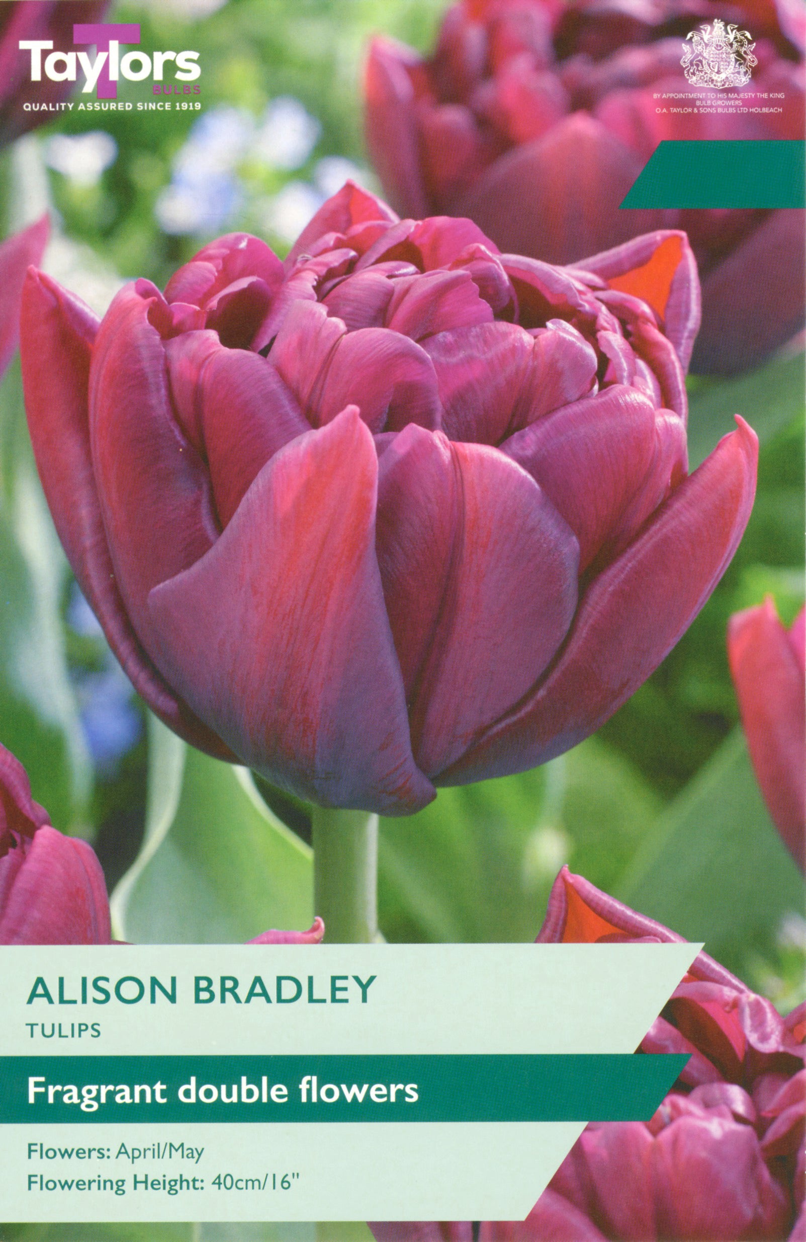 Taylor's Bulbs Tulip Alison Bradley
