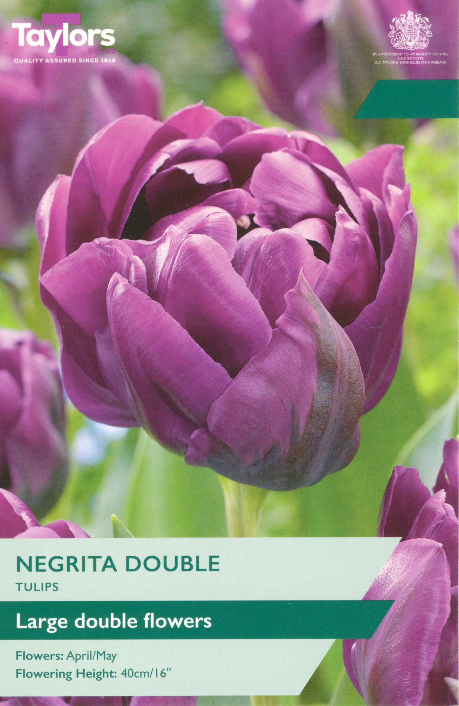 Taylor's Bulbs Tulip Negrita Double
