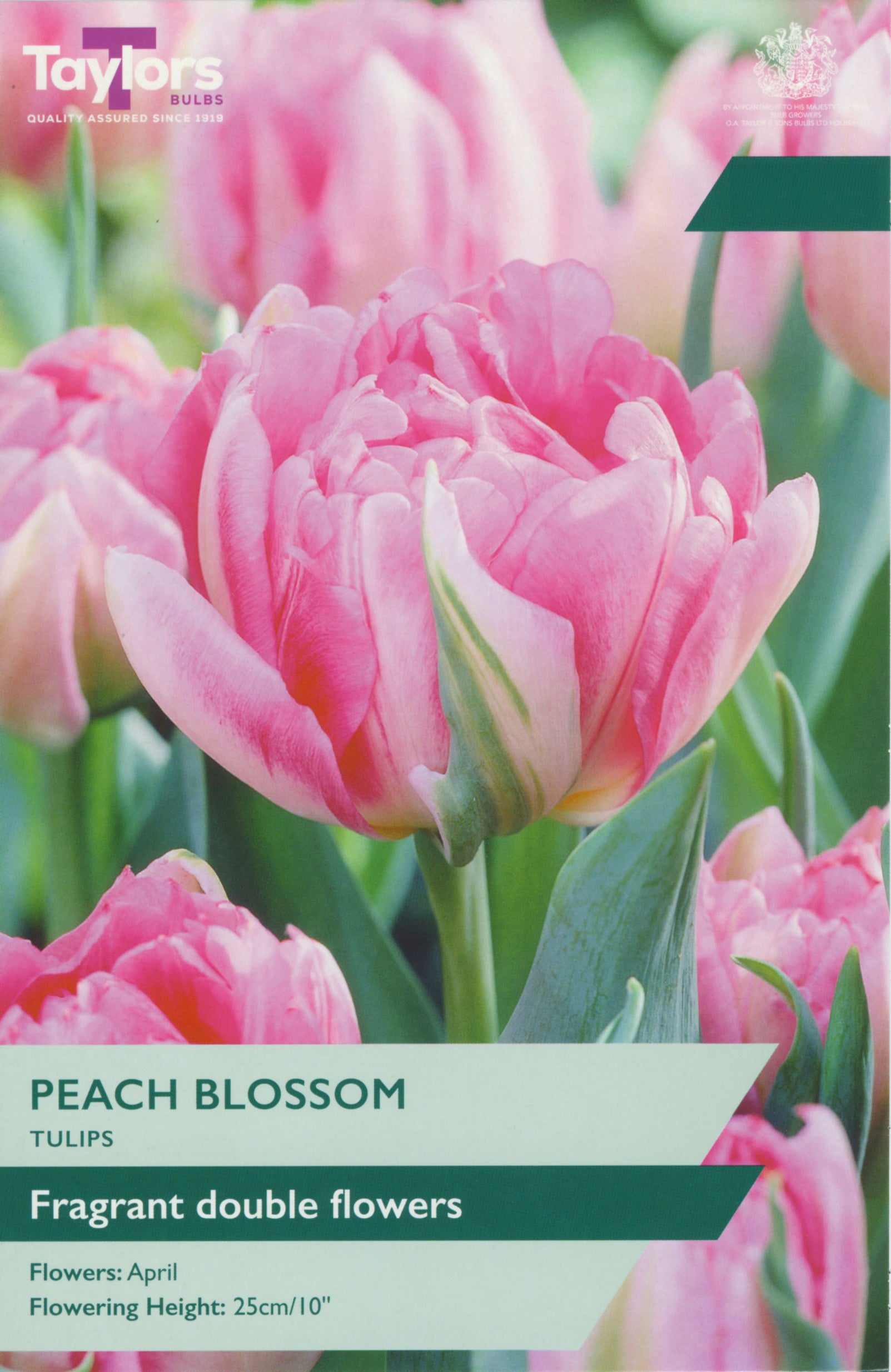 Taylor's Bulbs Tulip Peach Blossom