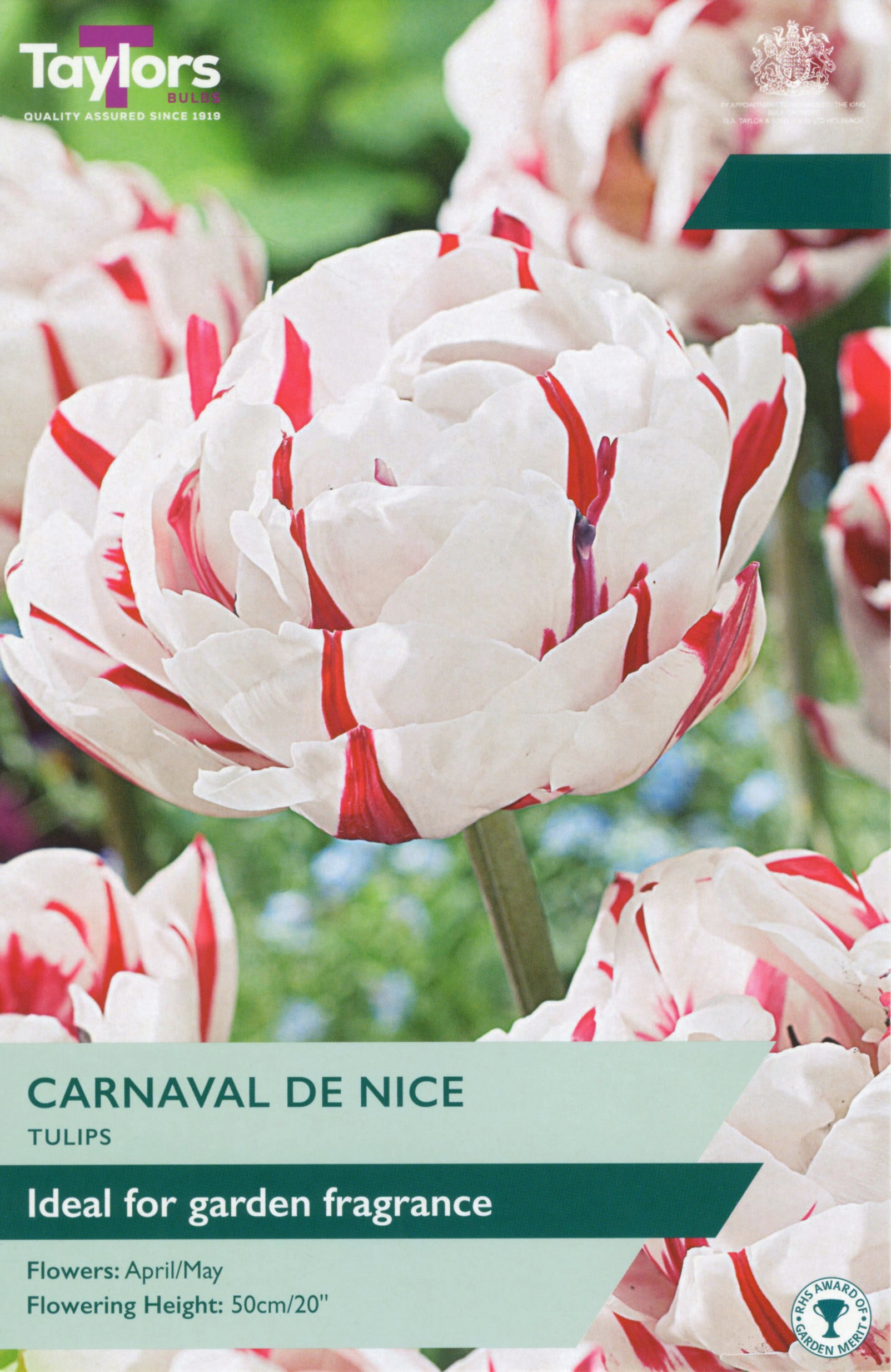 Taylor's Bulbs Tulip Carnaval De Nice