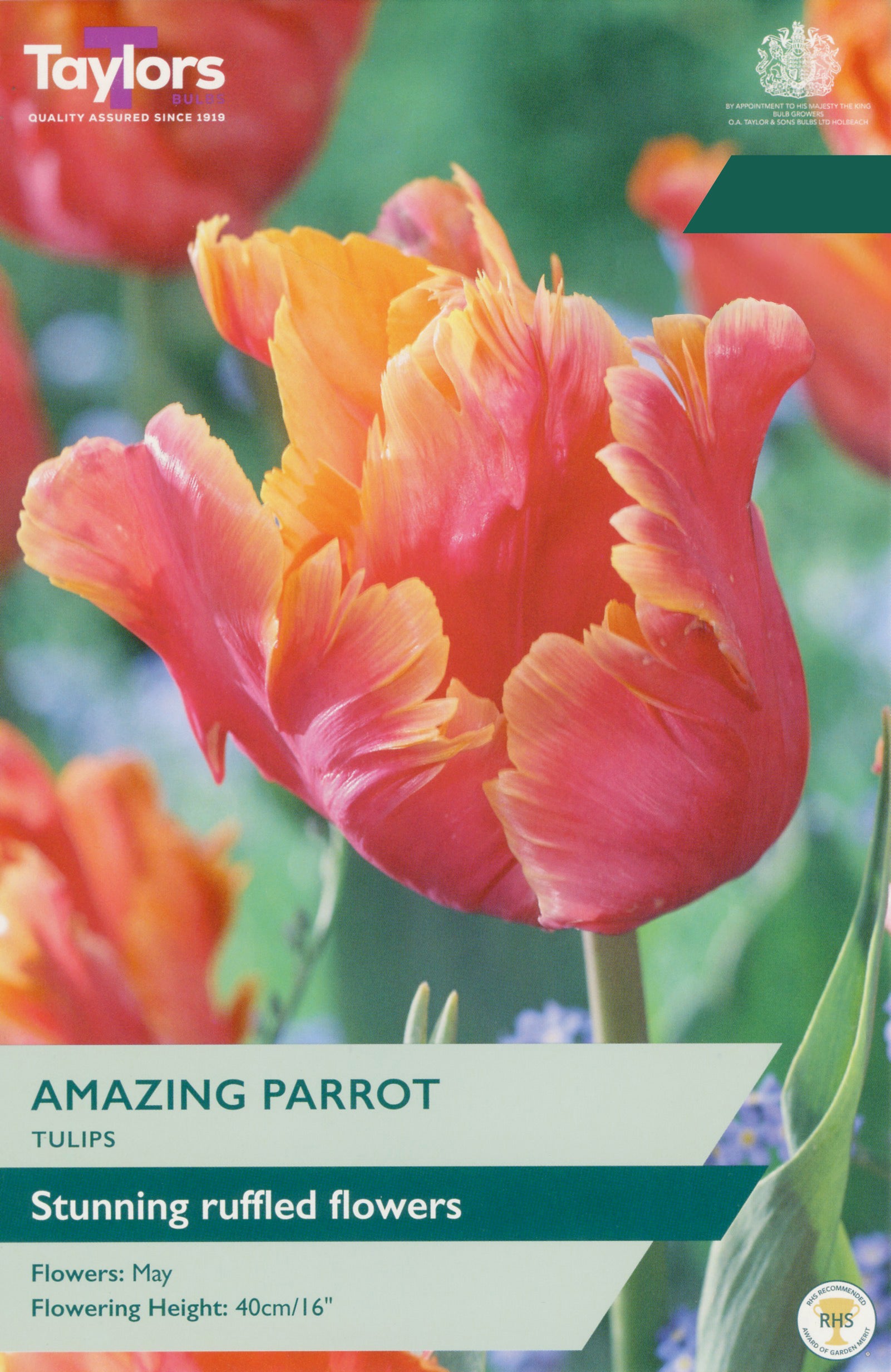 Taylor's Bulbs Choice Pack Tulip Amazing Parrot