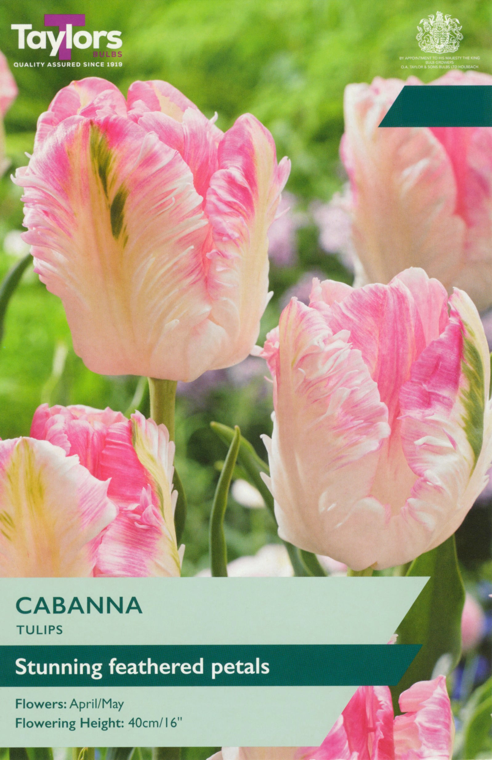 Taylor's Bulbs Tulip Cabanna