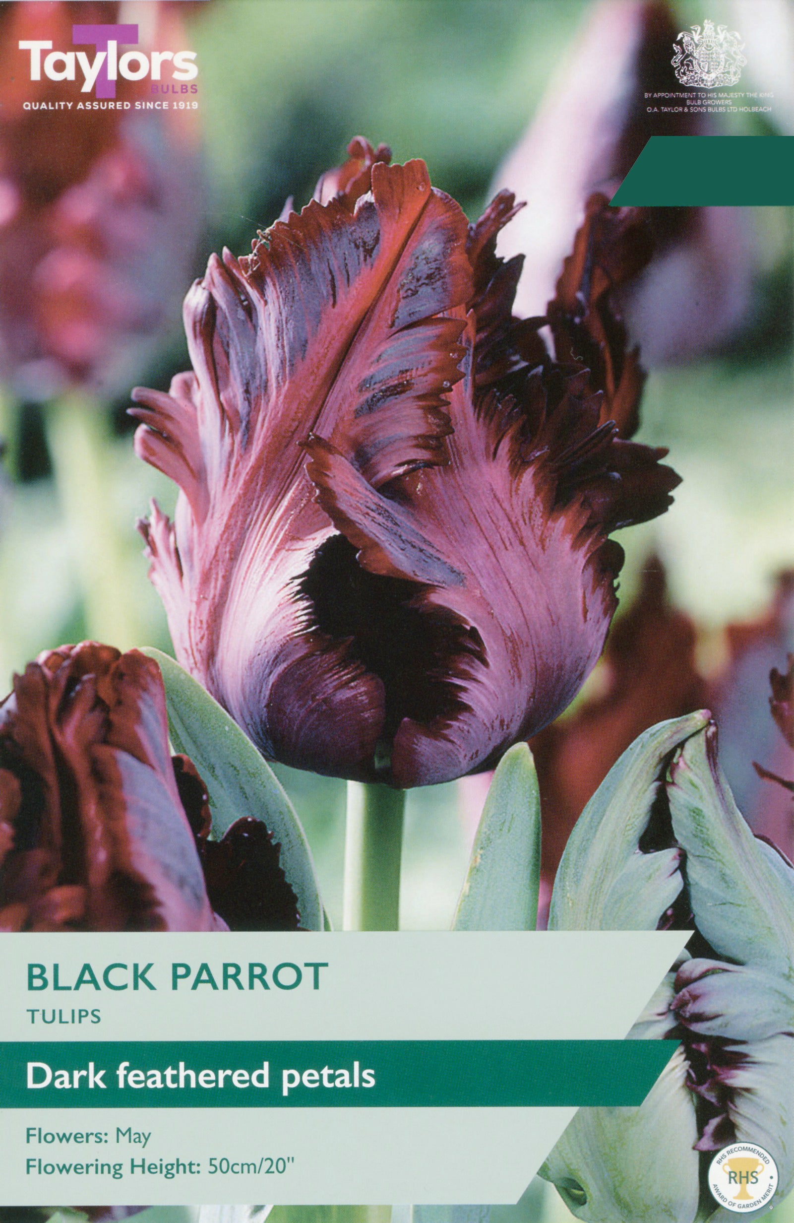 Taylor's Bulbs Choice Pack Tulip Black Parrot