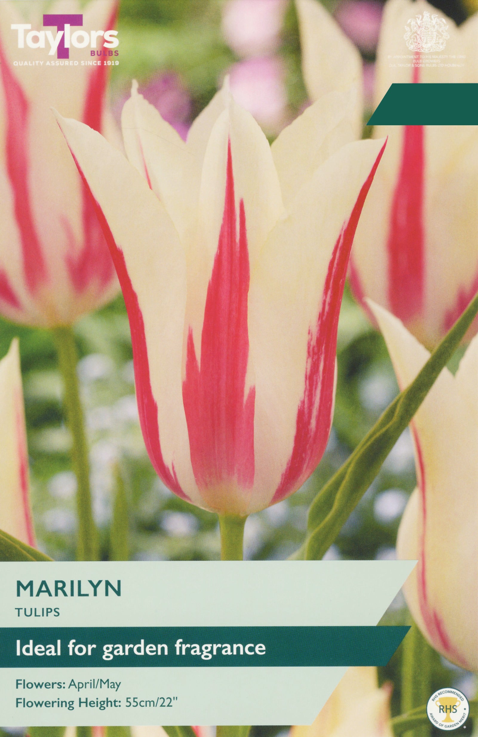 Taylor's Bulbs Choice Selection Tulip Marilyn