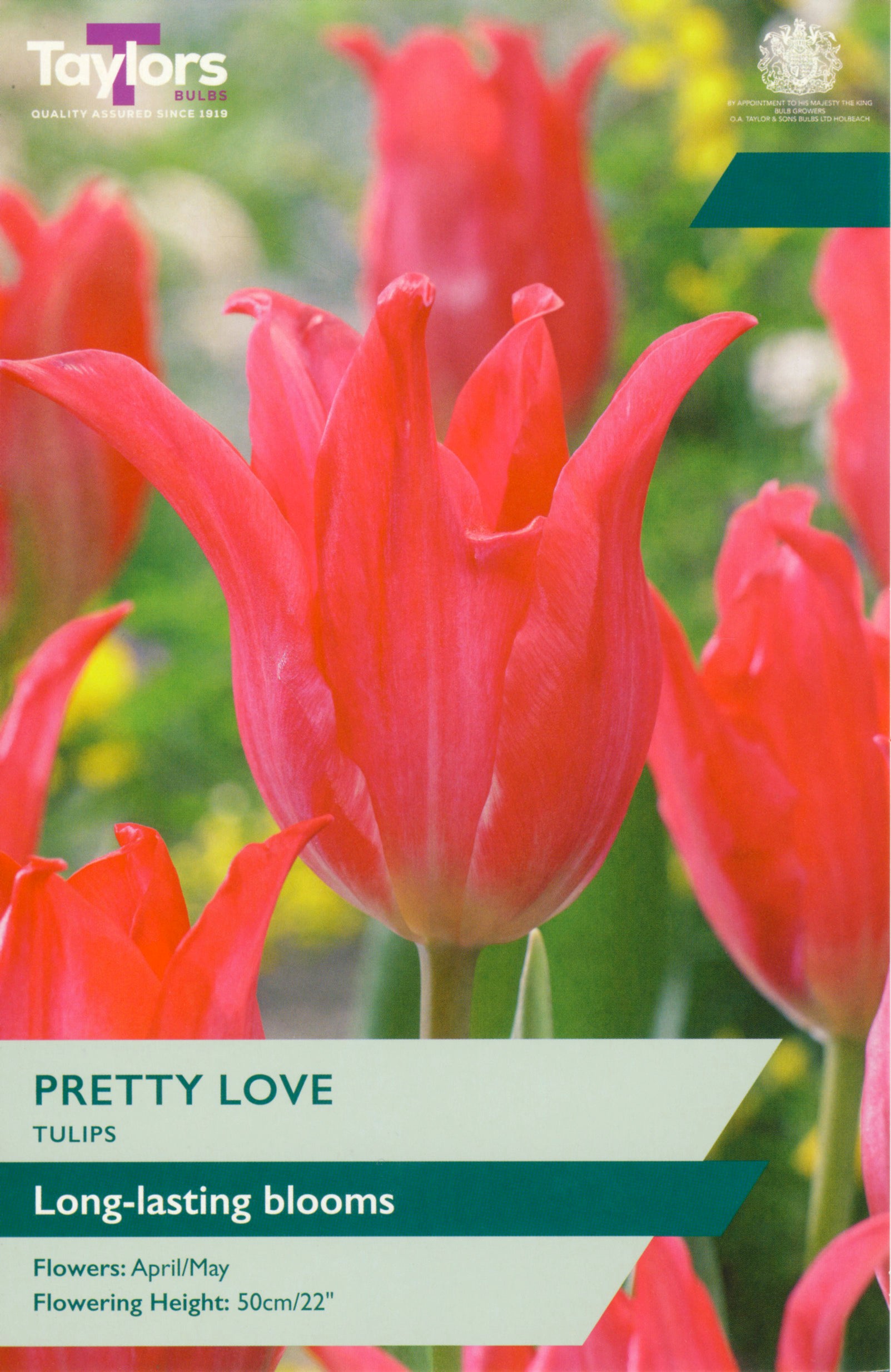 Taylor's Bulbs Tulip Pretty Love