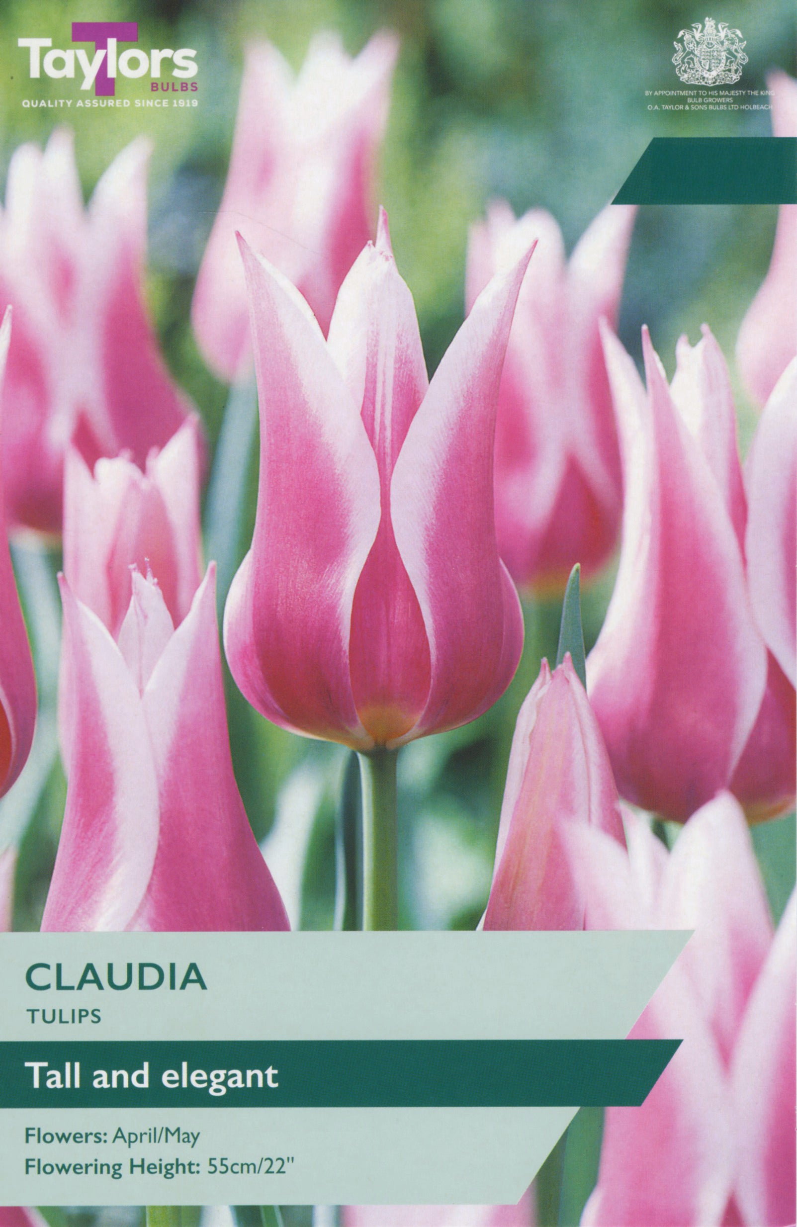 Taylor's Bulbs Tulip Claudia