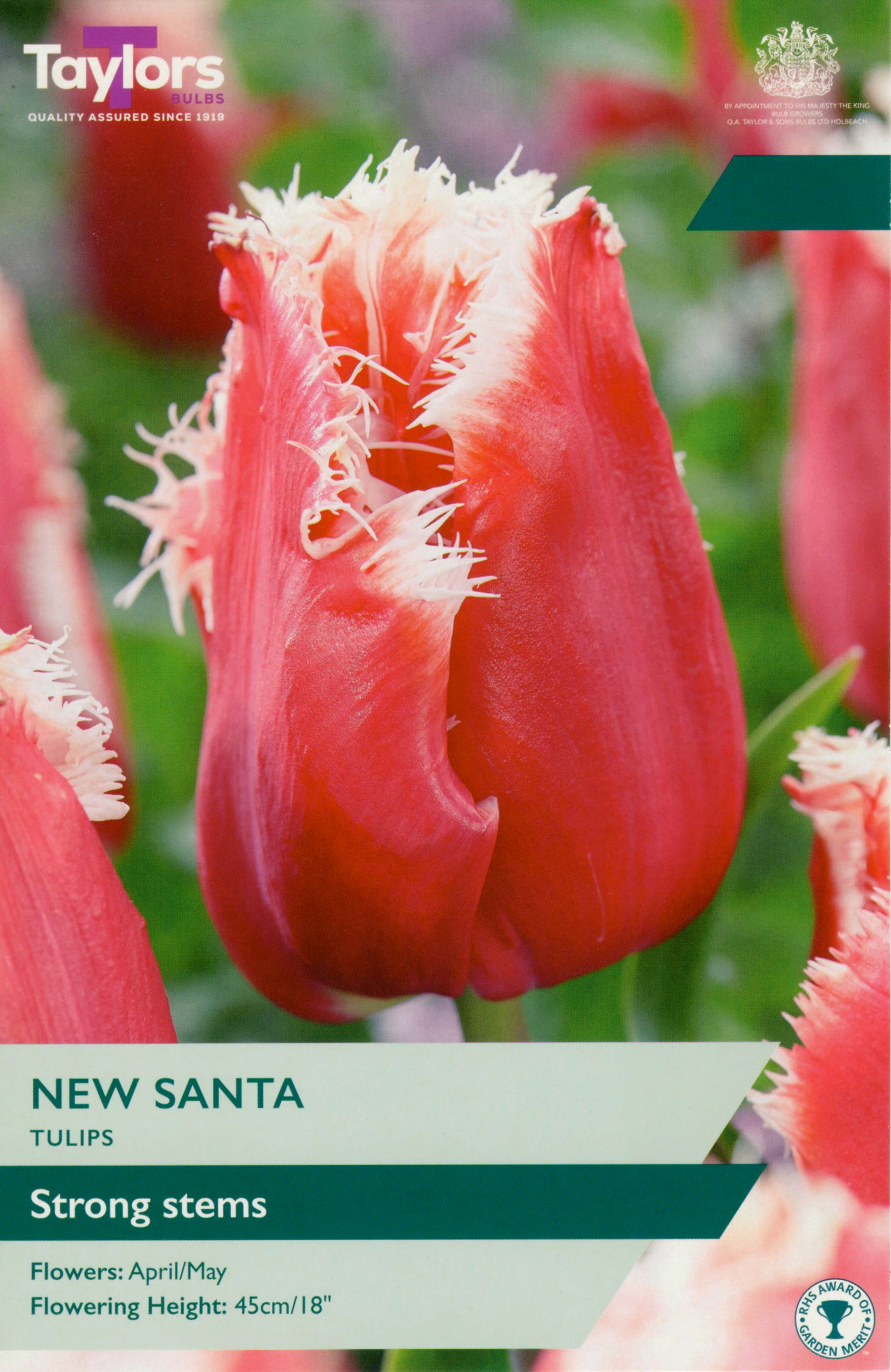 Taylor's Bulbs Tulip New Santa