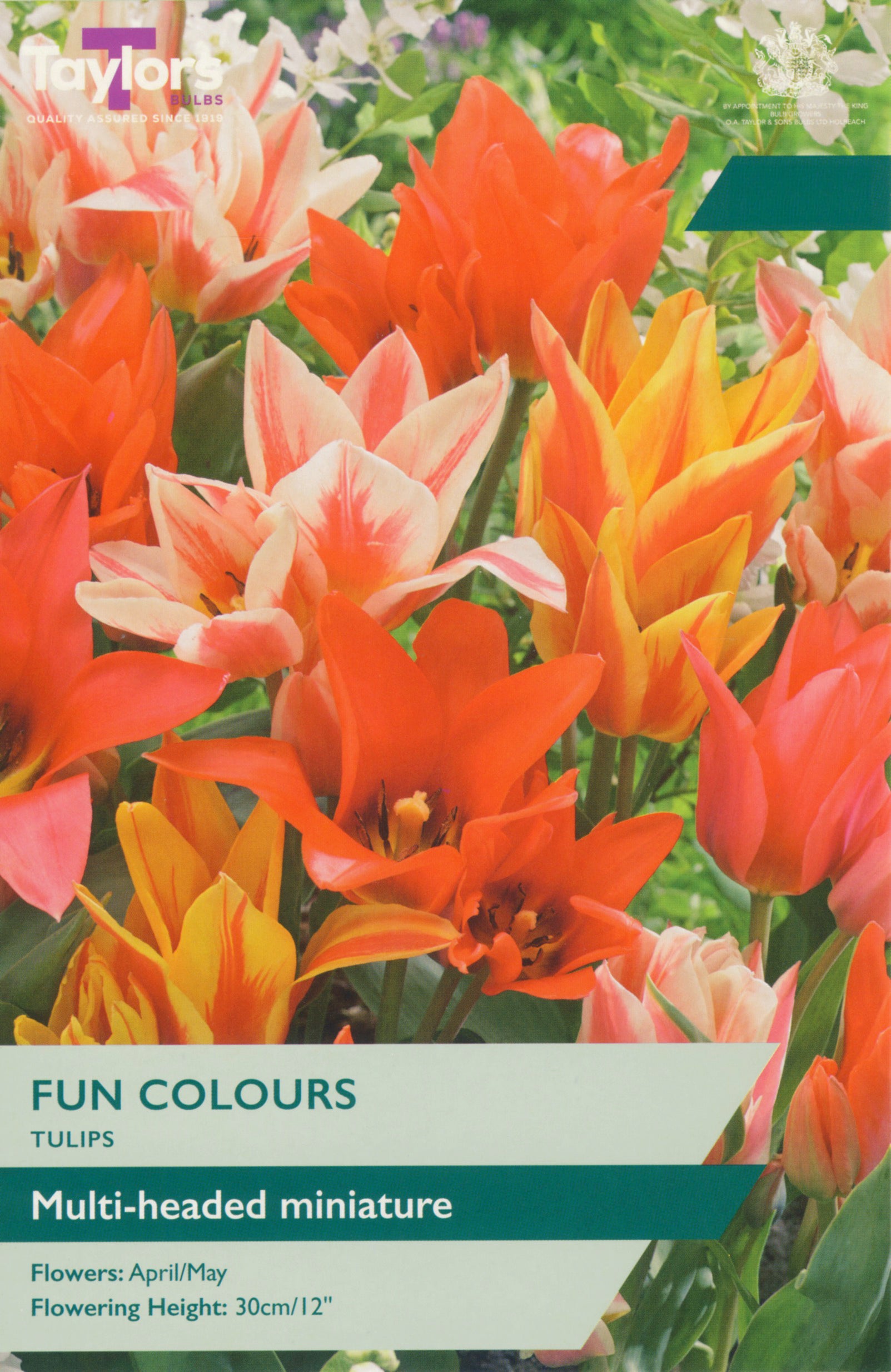 Taylor's Bulbs Tulip Fun Colours