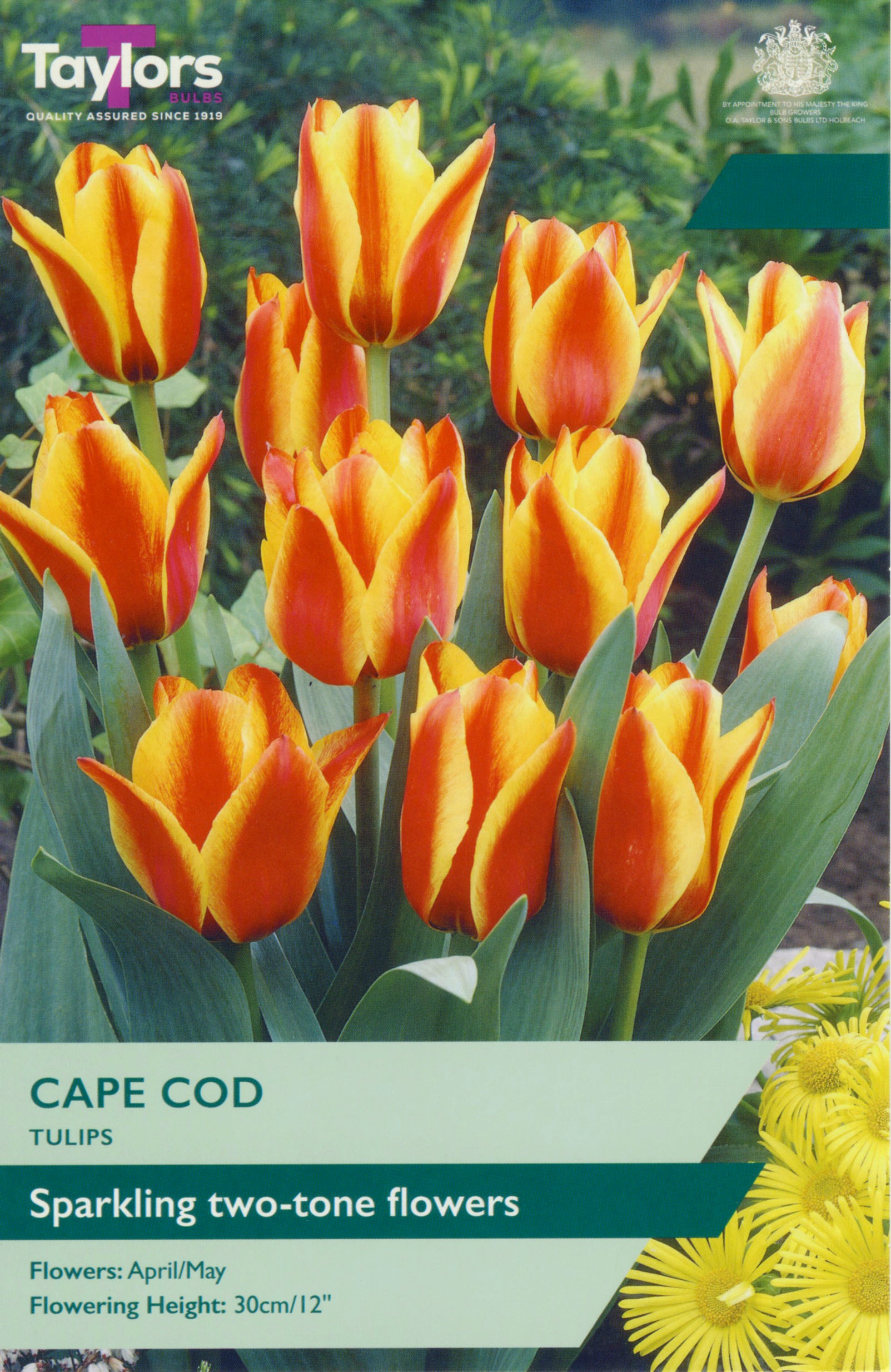 Taylor's Bulbs Tulip Cape Cod