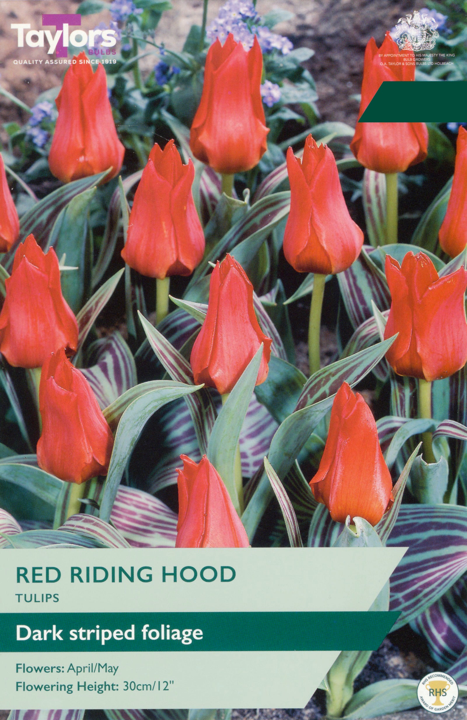 Taylor's Bulbs Choice Pack Tulip Red Riding Hood Bulb Pack