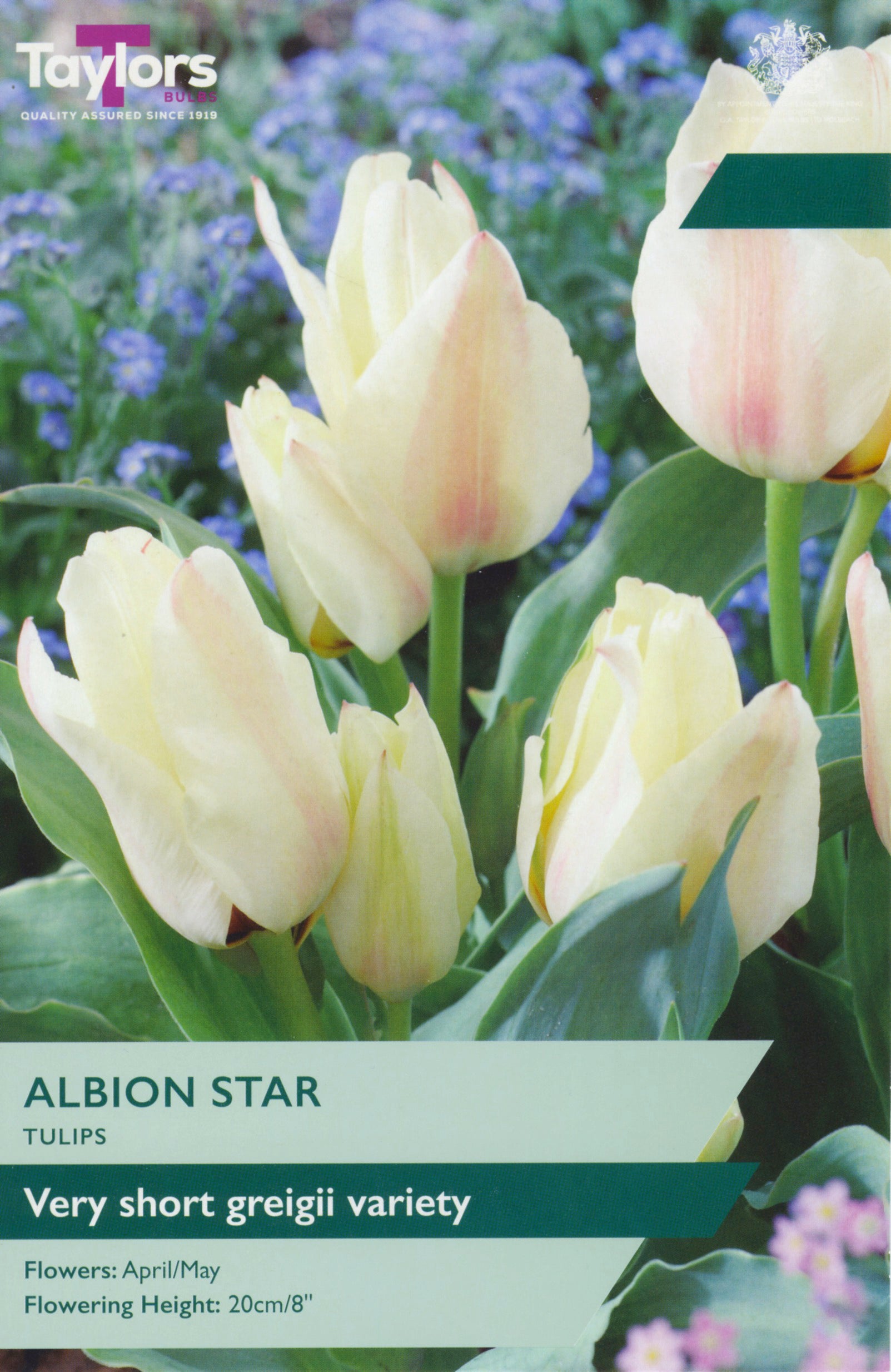 Taylor's Bulbs Tulip Albion Star