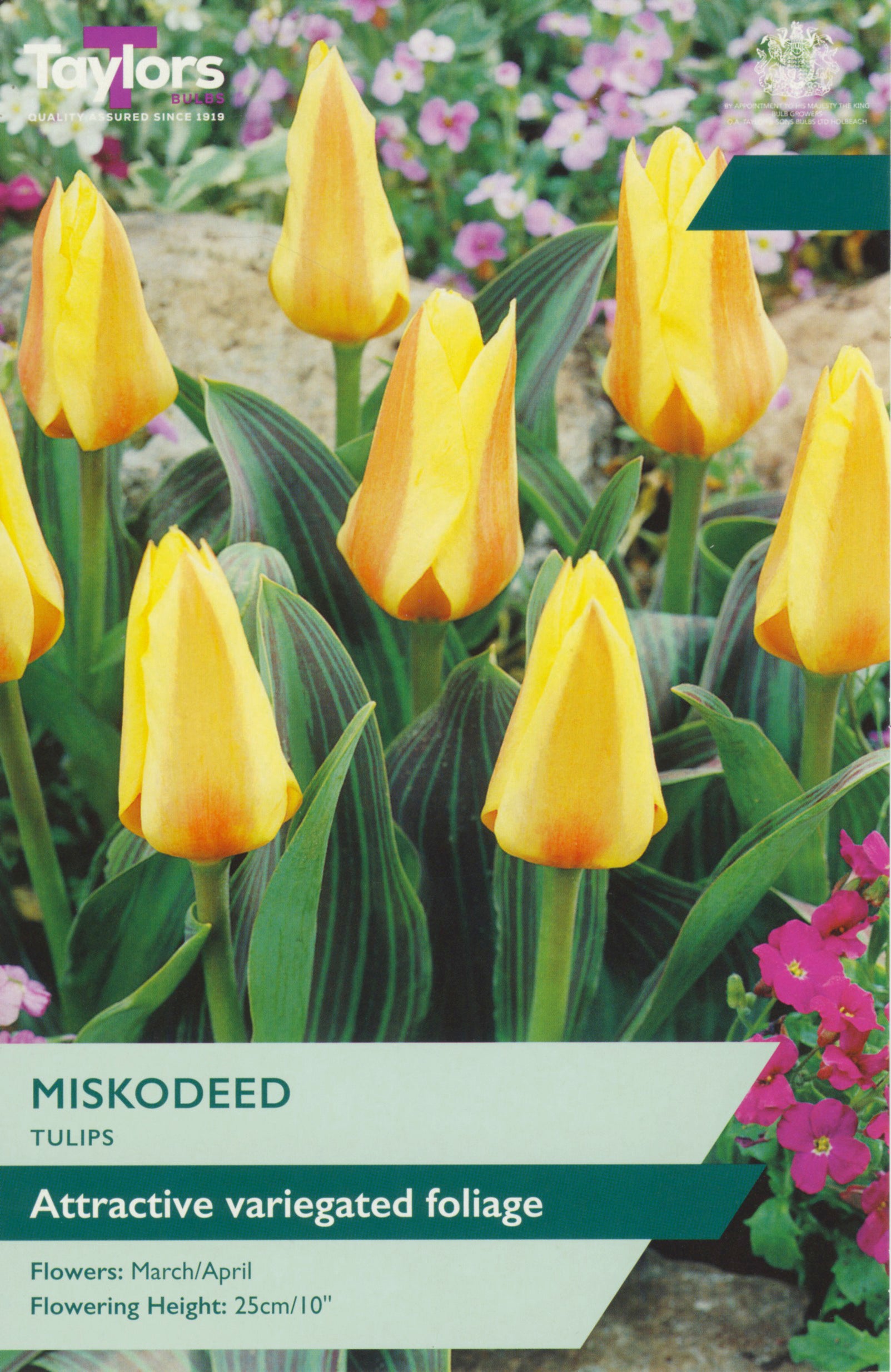 Taylor's Bulbs Tulip Miskodeed