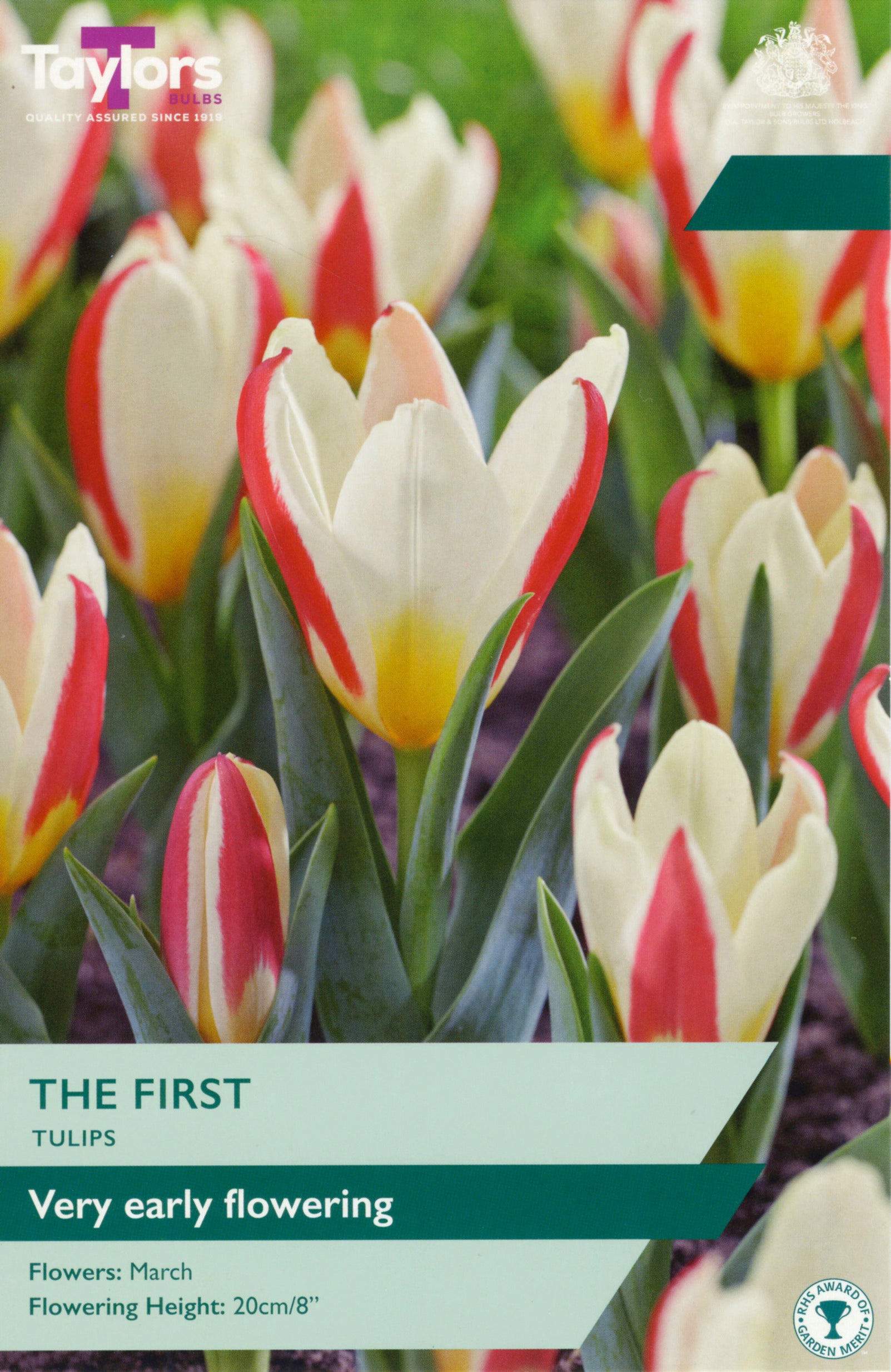 Taylor's Bulbs Tulip The First