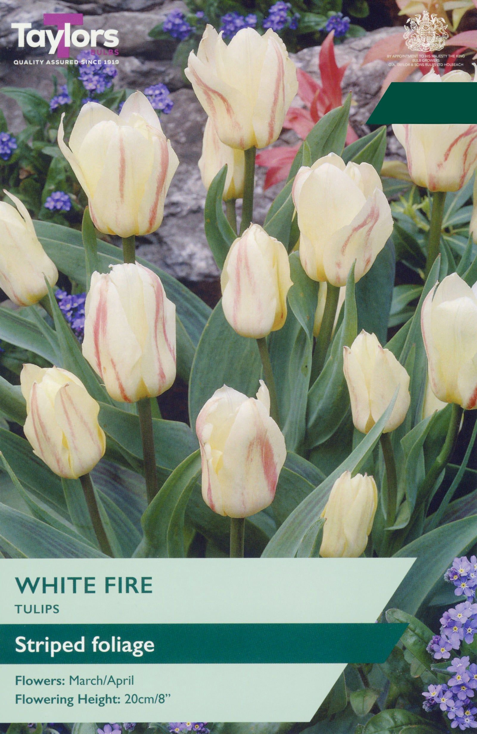 Taylor's Bulbs Choice Pack Tulip White Fire Bulb Pack