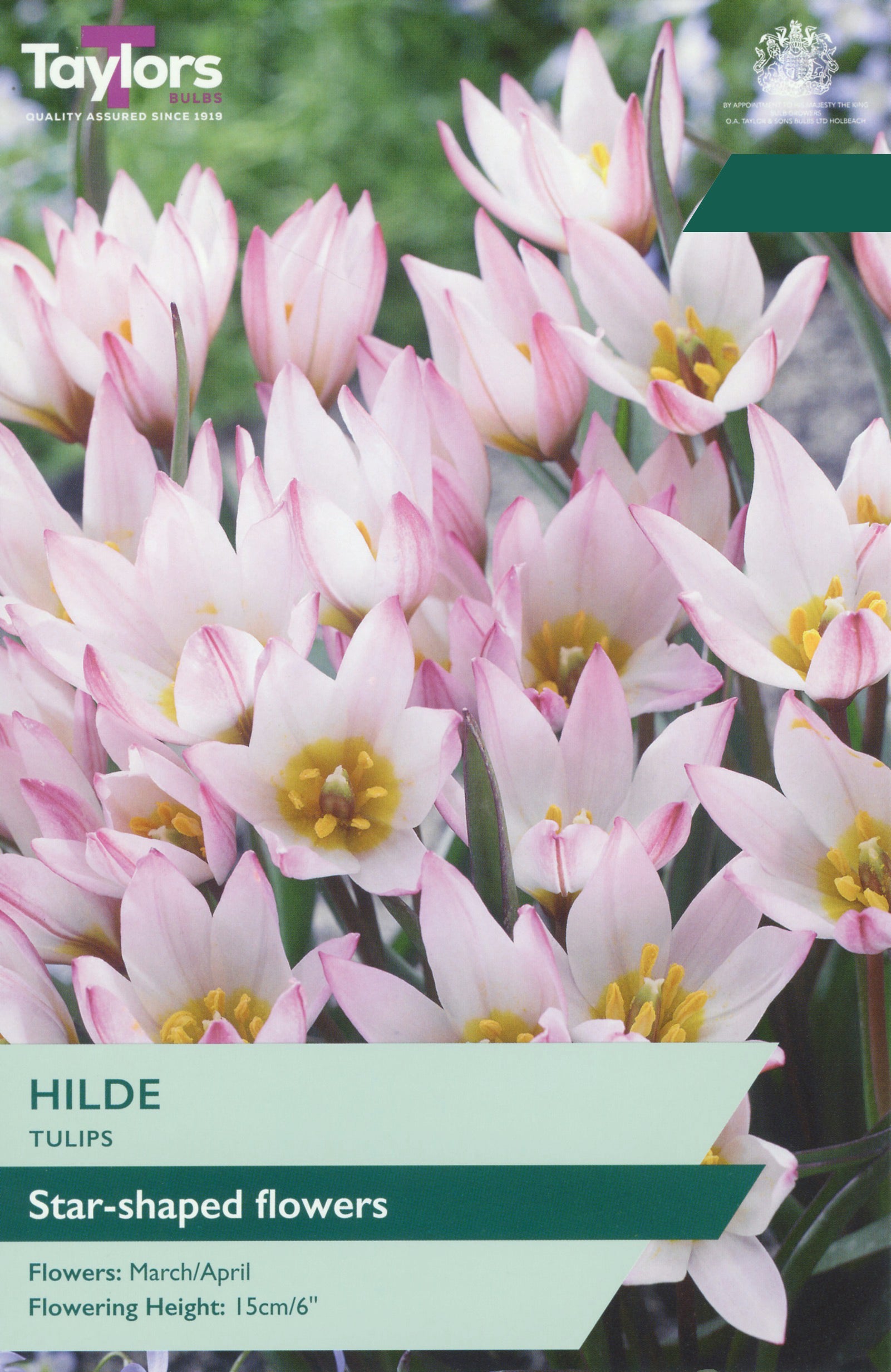 Taylor's Bulbs Choice Selection Tulip Hilde