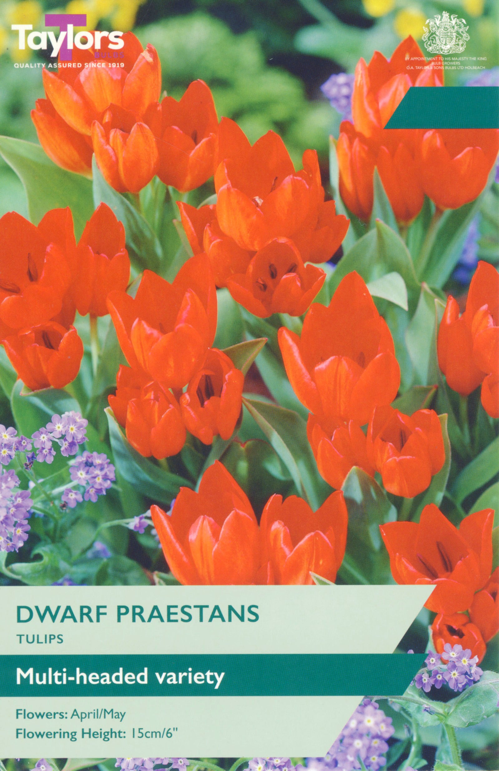 Taylor's Bulbs Tulip Dwarf Praestans