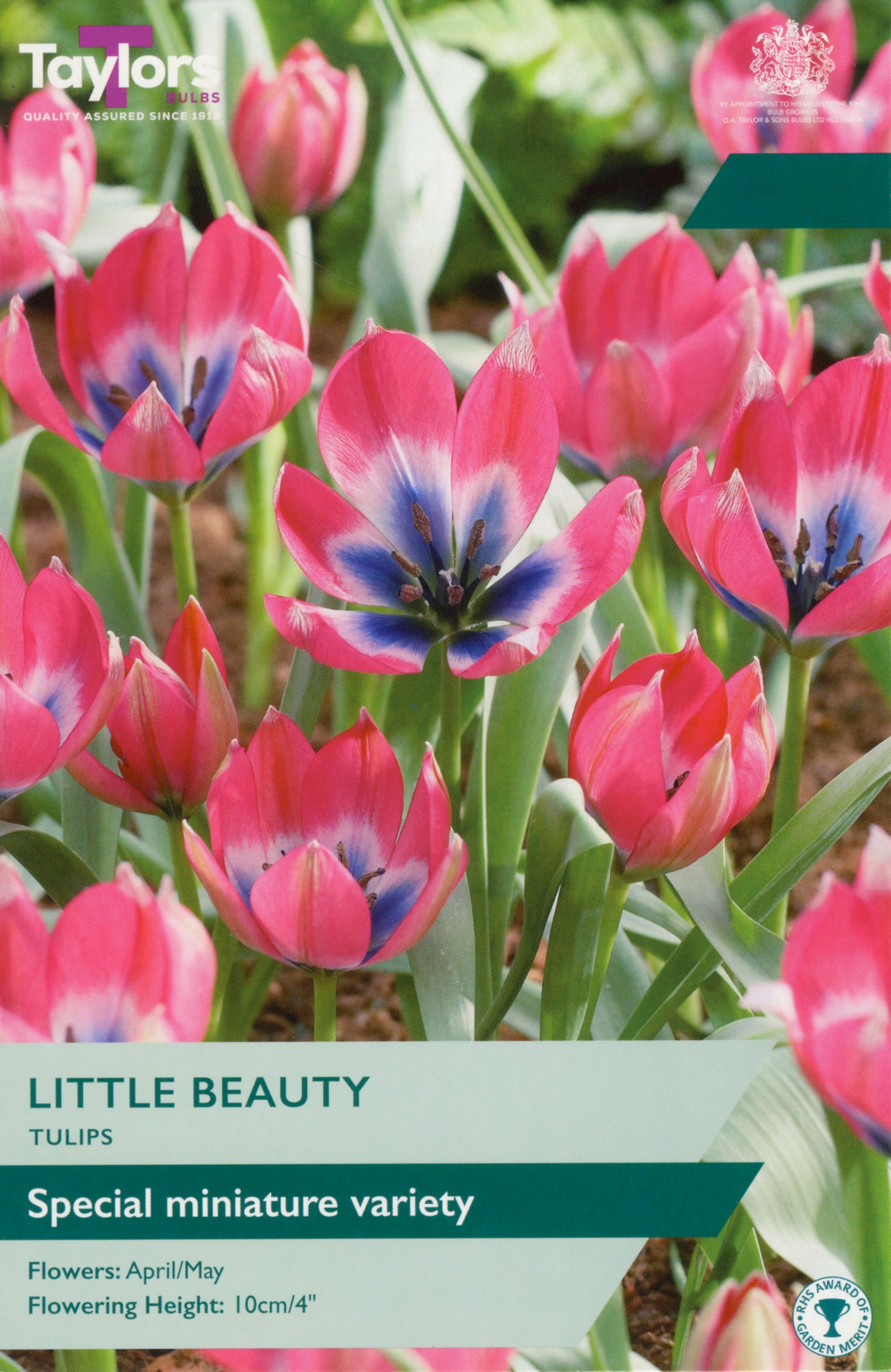Taylor's Bulbs Tulip Little Beauty