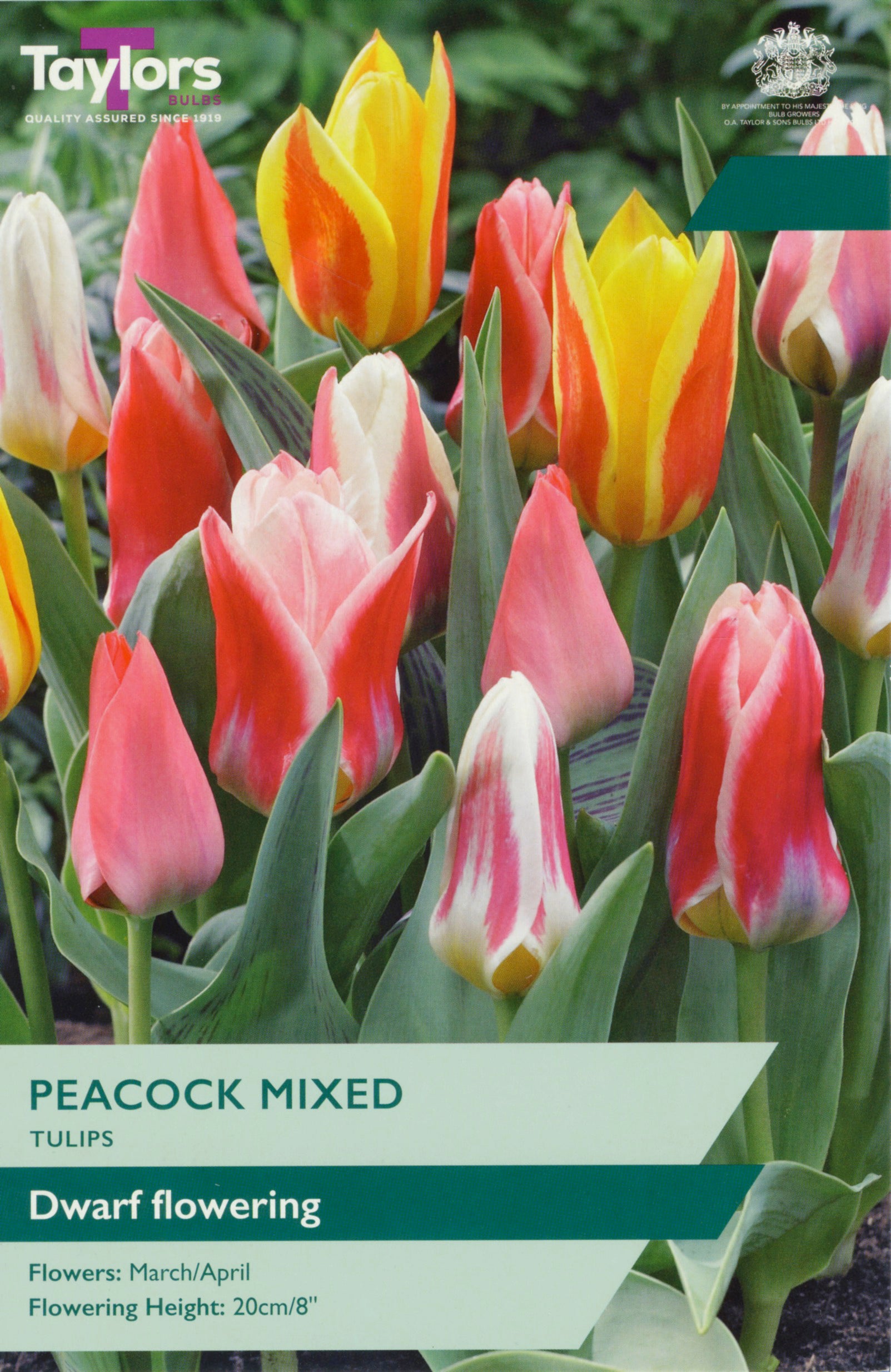 Taylor's Bulbs Tulip Peacock Mixed