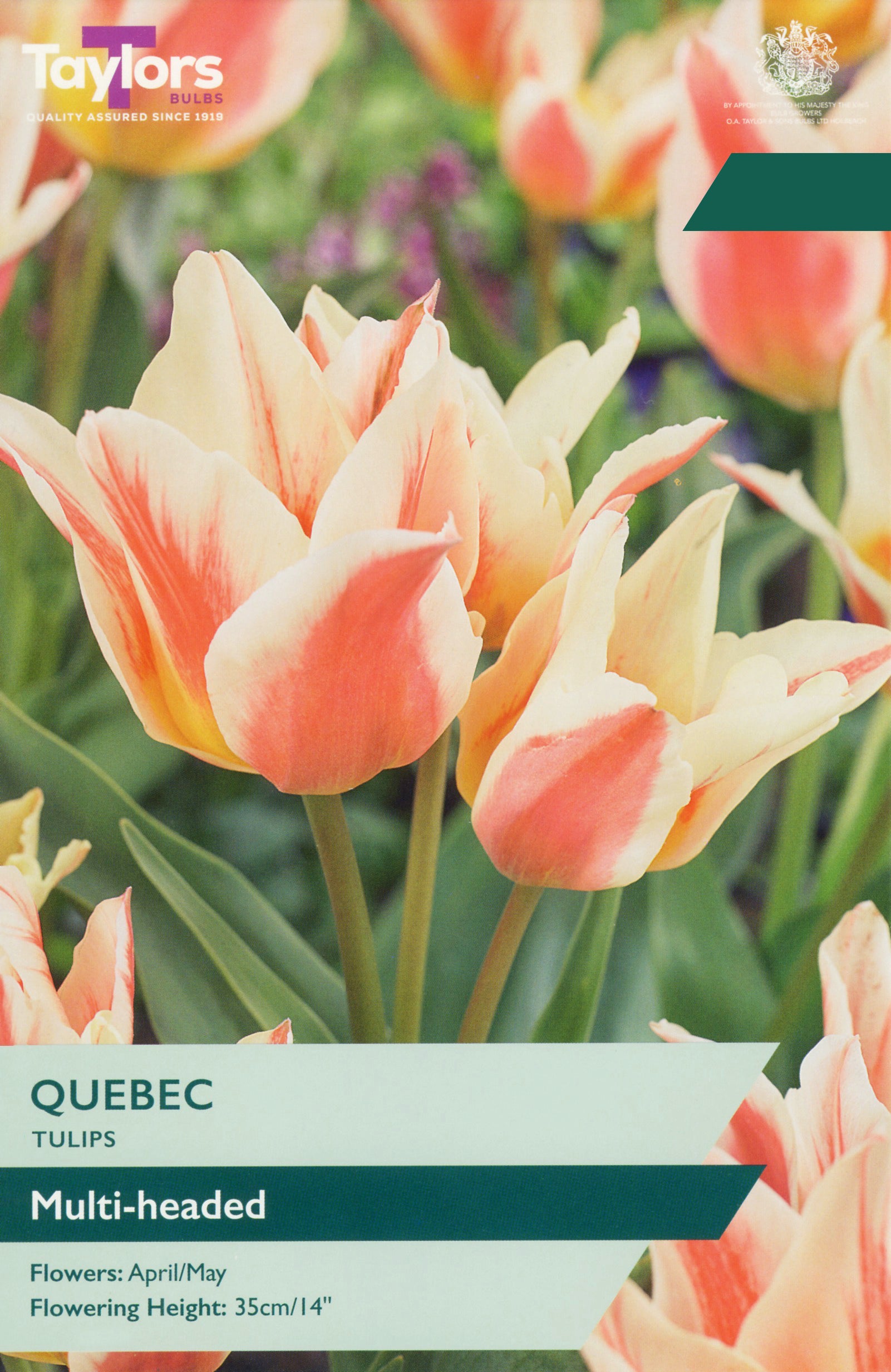 Taylor's Bulbs Tulip Quebec Bulb Pack