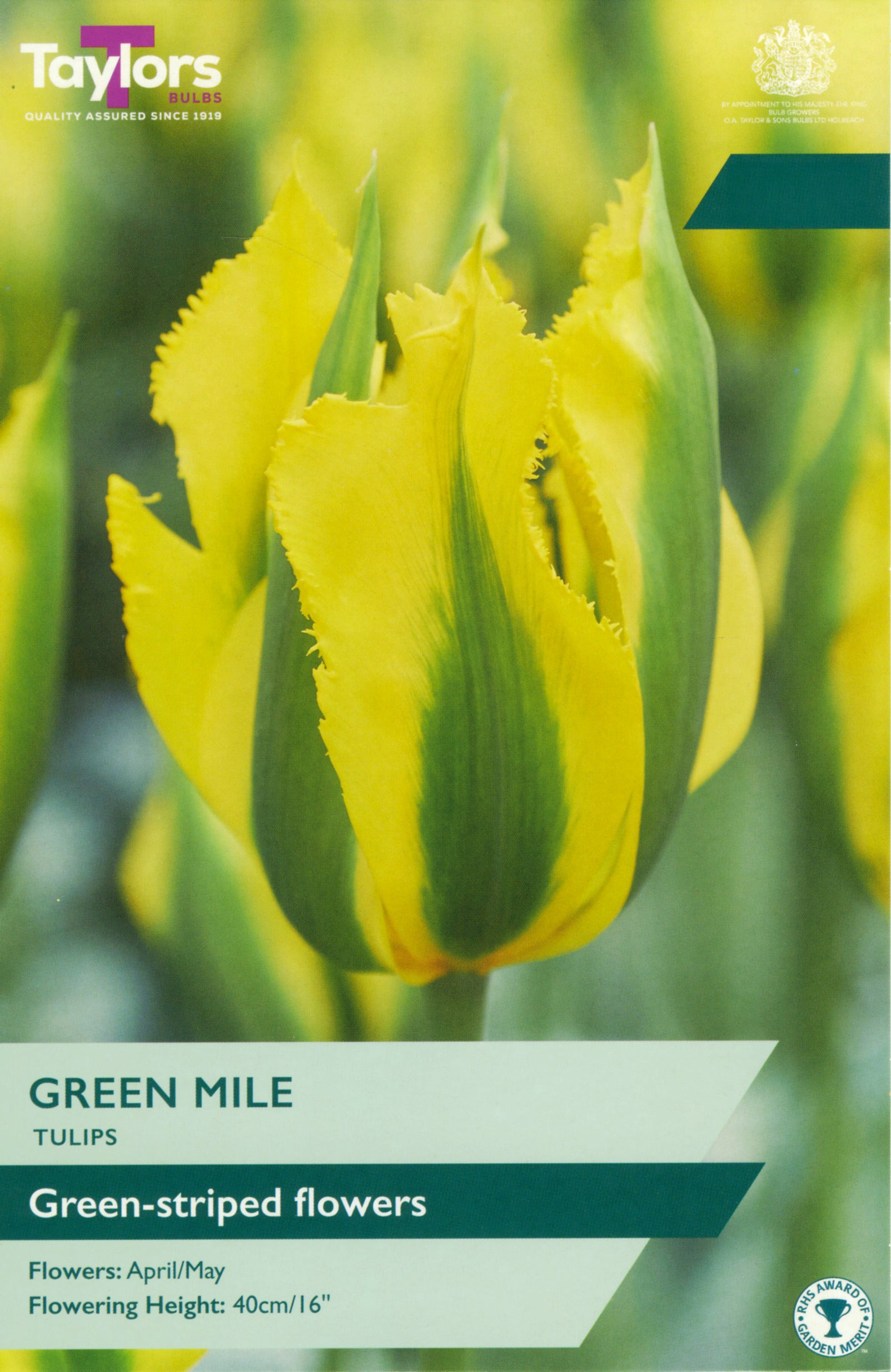 Taylor's Bulbs Tulip Green Mile