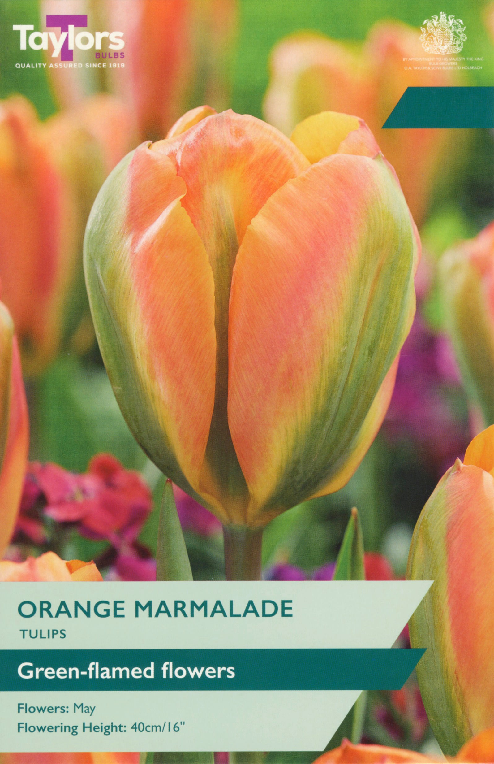 Taylor's Bulbs Tulip Orange Marmalade