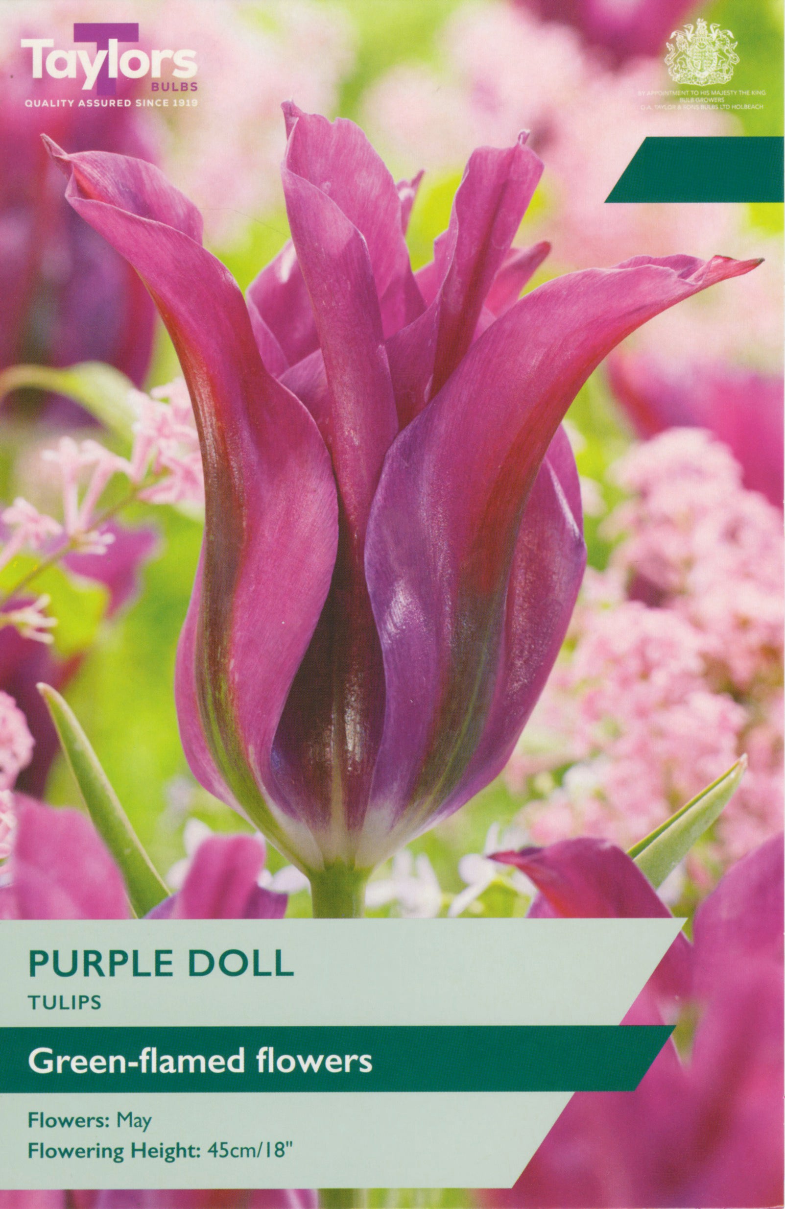 Taylor's Bulbs Tulip Purple Doll