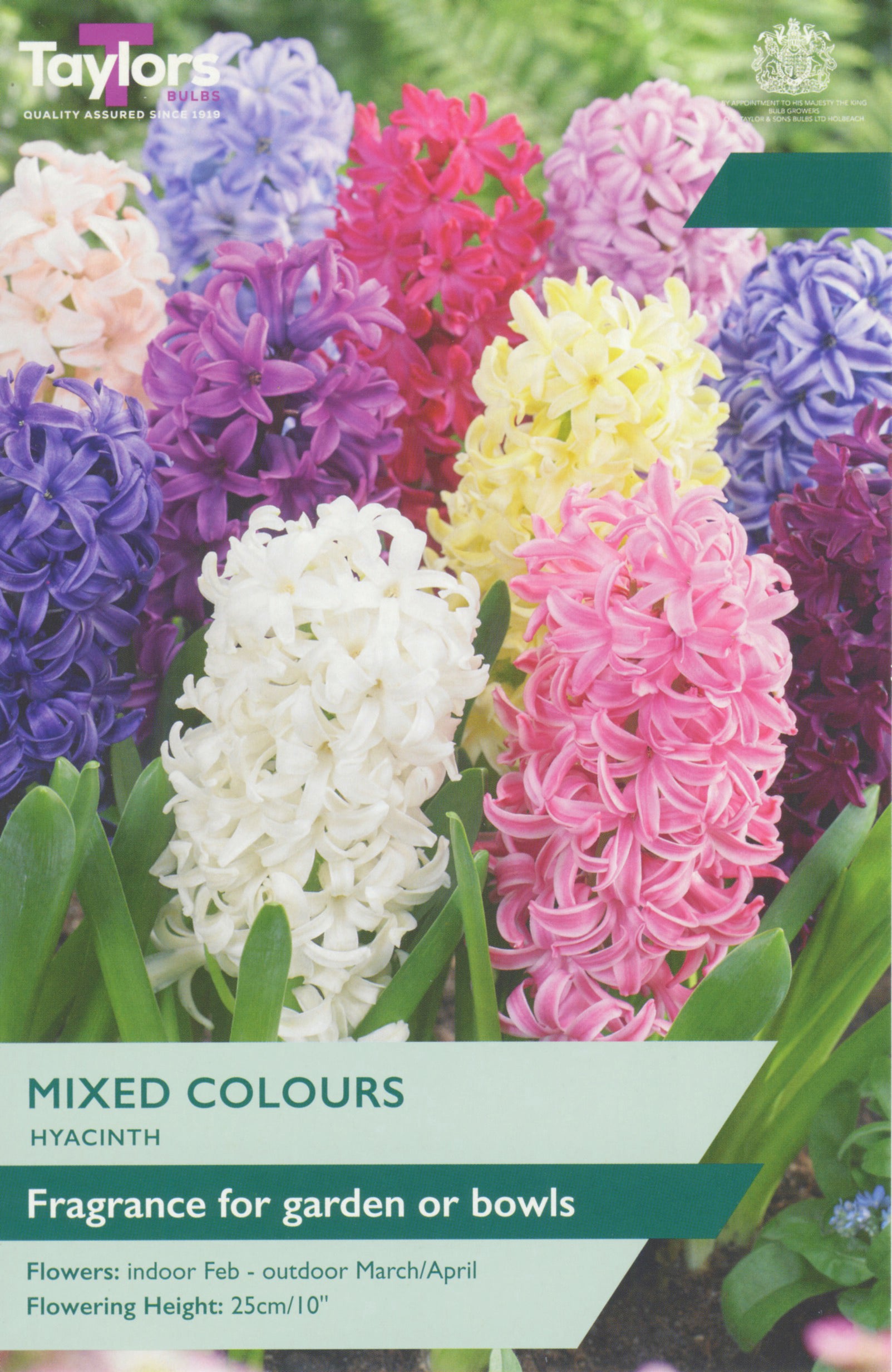 Taylor's Bulbs Hyacinth Mixed