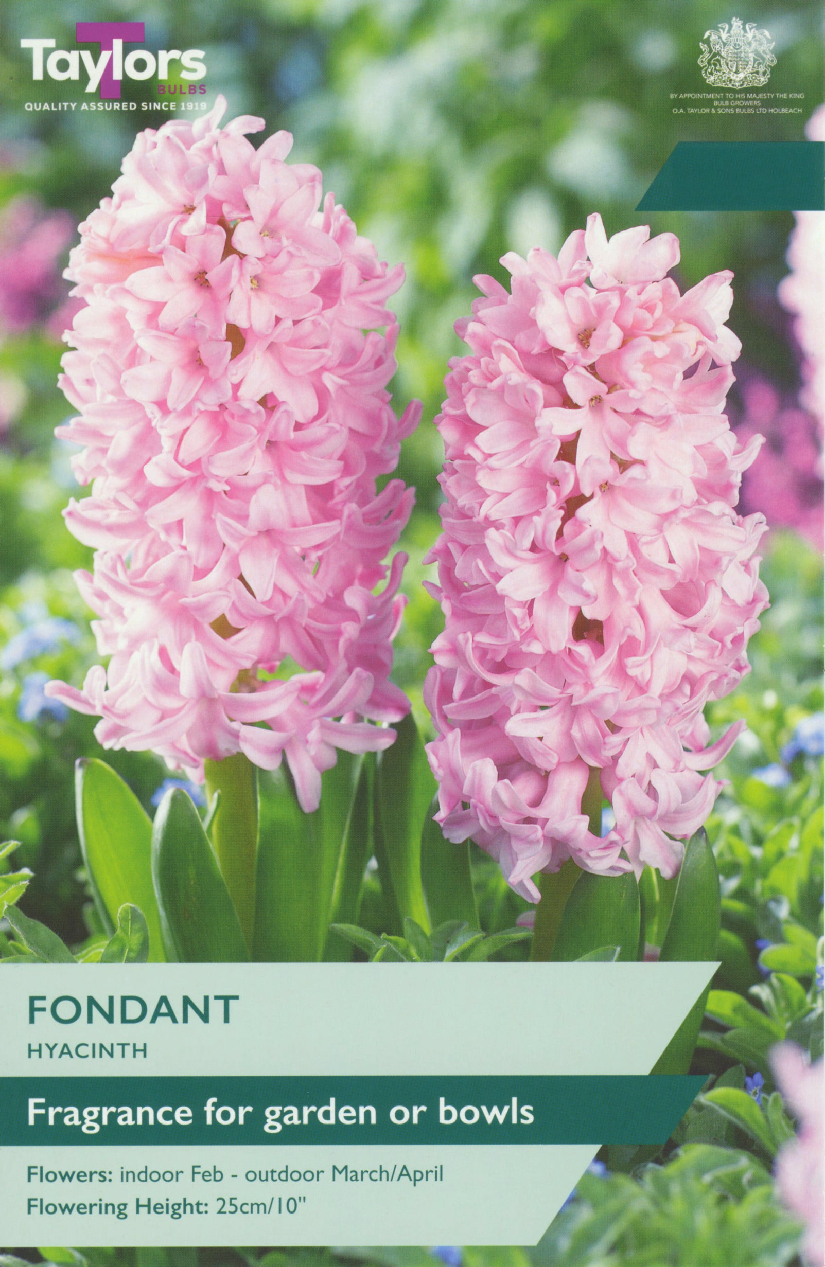 Taylor's Bulbs Hyacinth Fondant