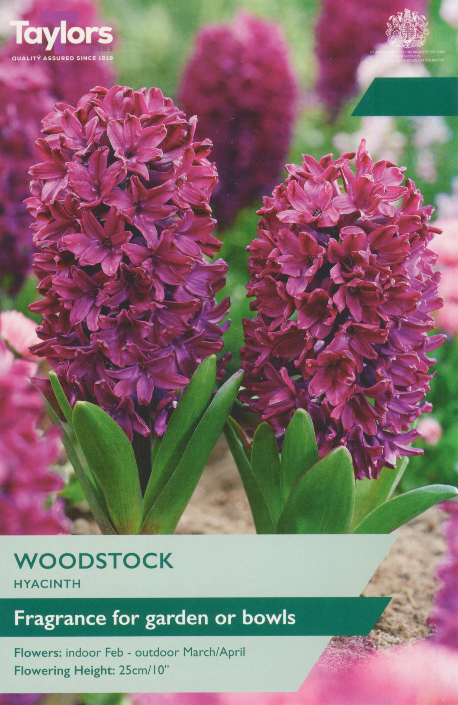 Taylor's Bulbs Hyacinth Woodstock