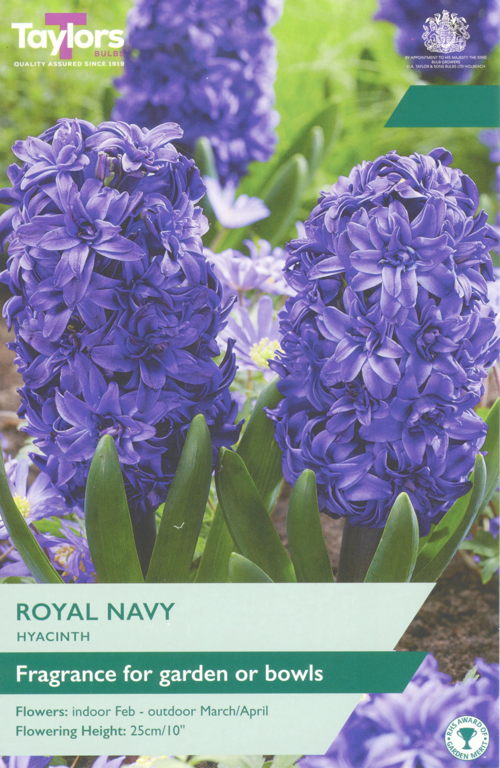 Taylor's Bulbs Hyacinth Royal Navy