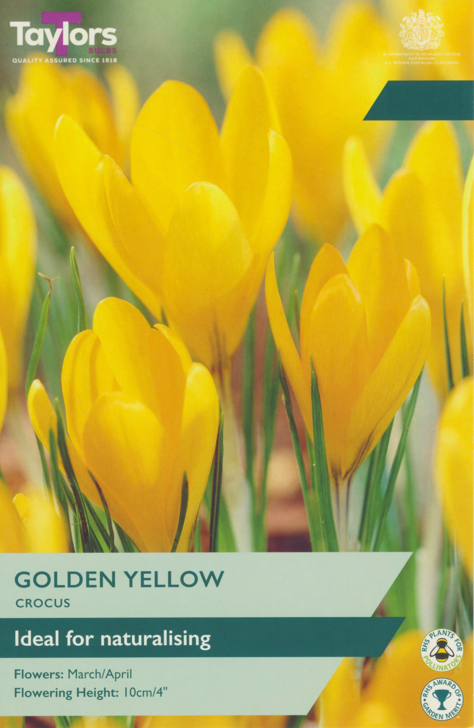 Taylor's Bulbs Crocus Golden Yellow