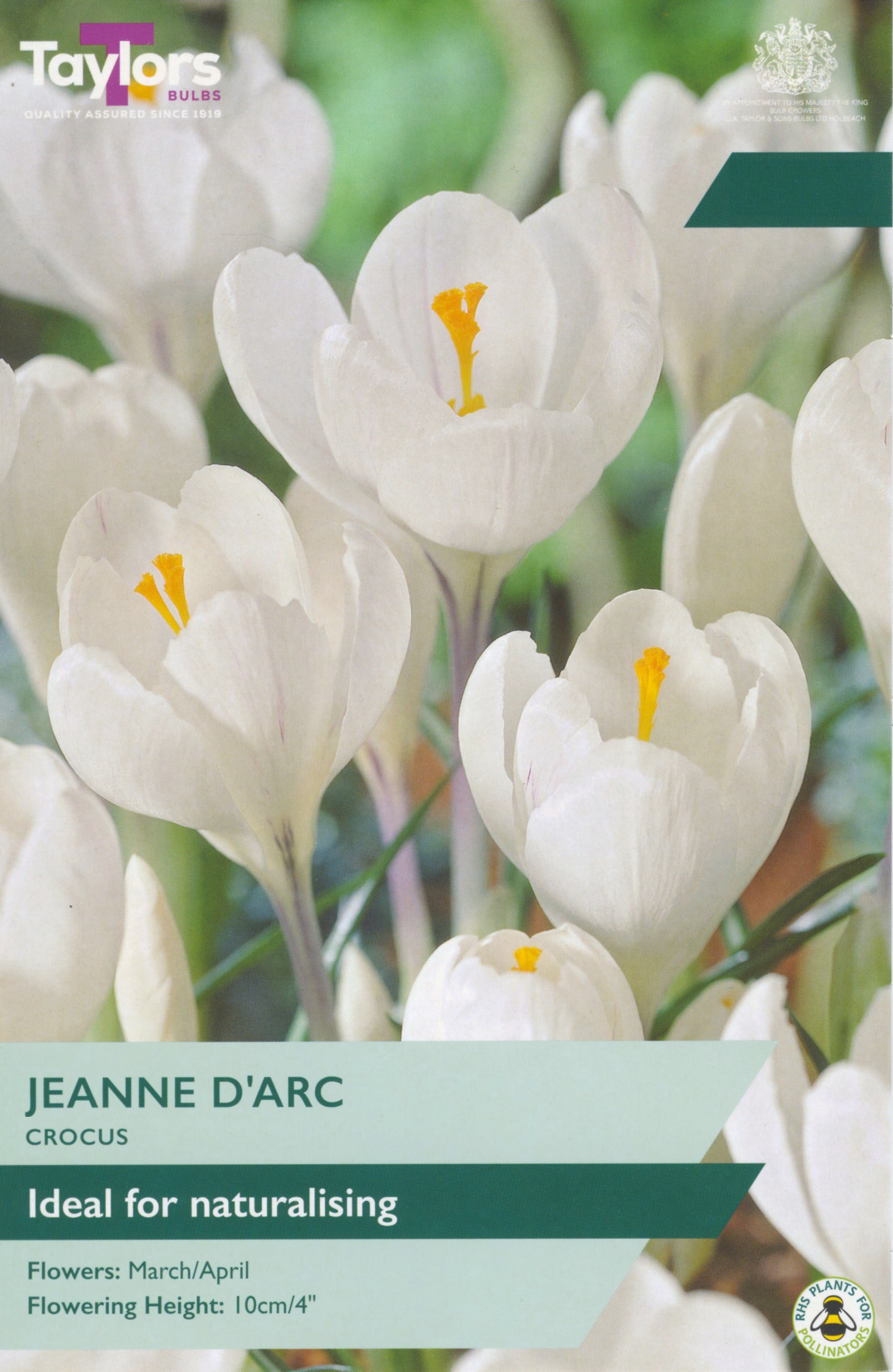 Taylor's Bulbs Crocus Jeanne D'Arc