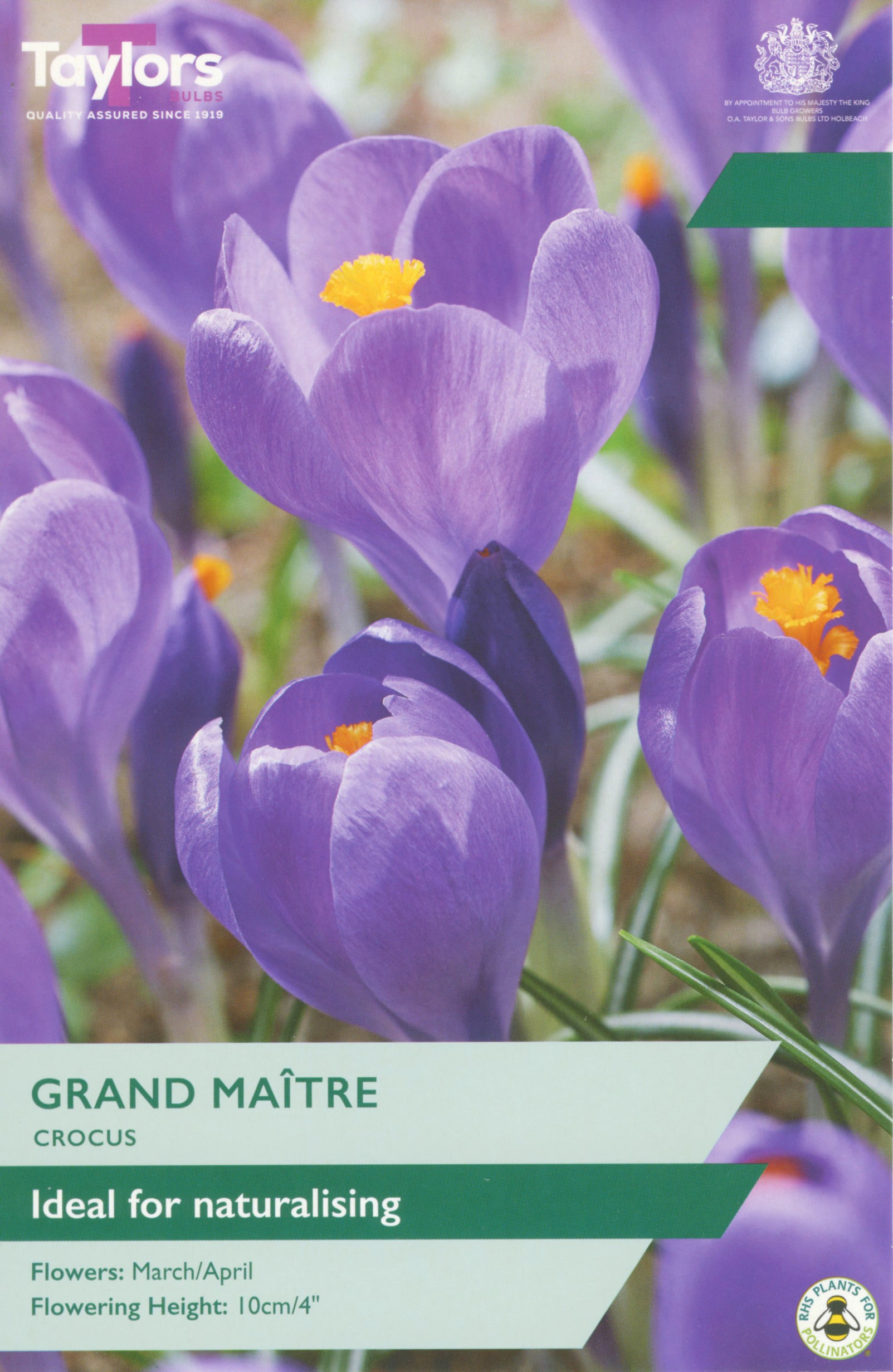 Taylor's Bulbs Crocus Grand Maitre