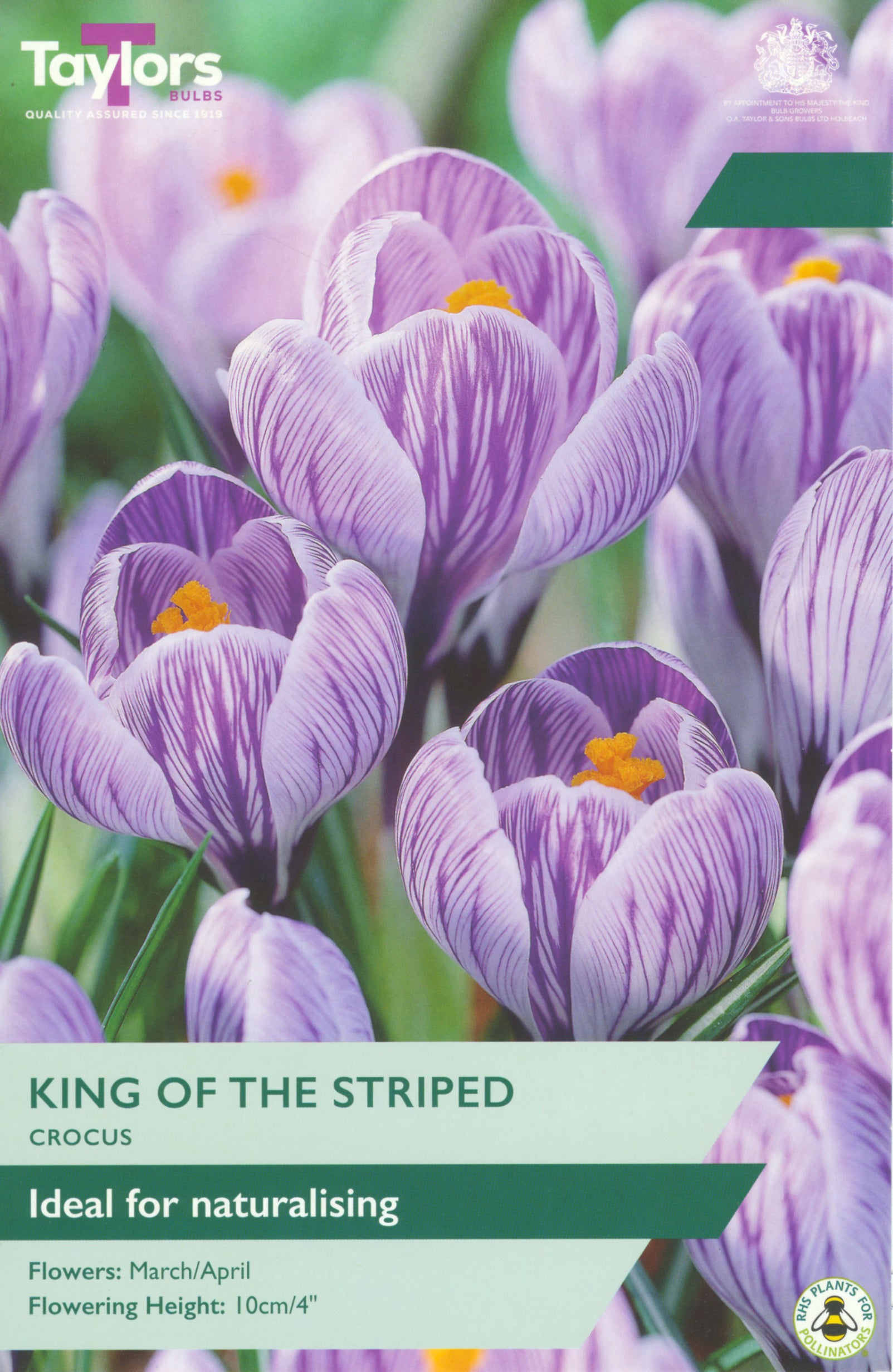Taylor's Bulbs Crocus King Of The Striped