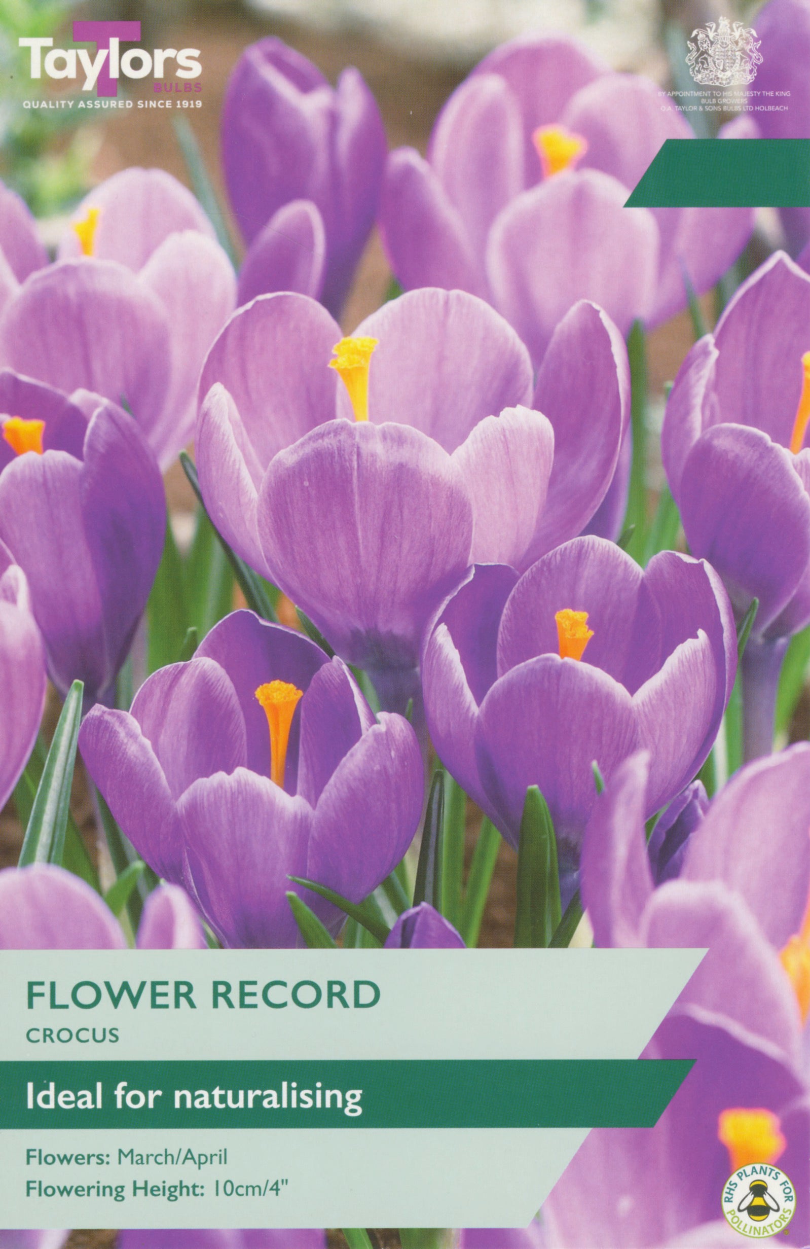 Taylor's Bulbs Crocus Flower Record