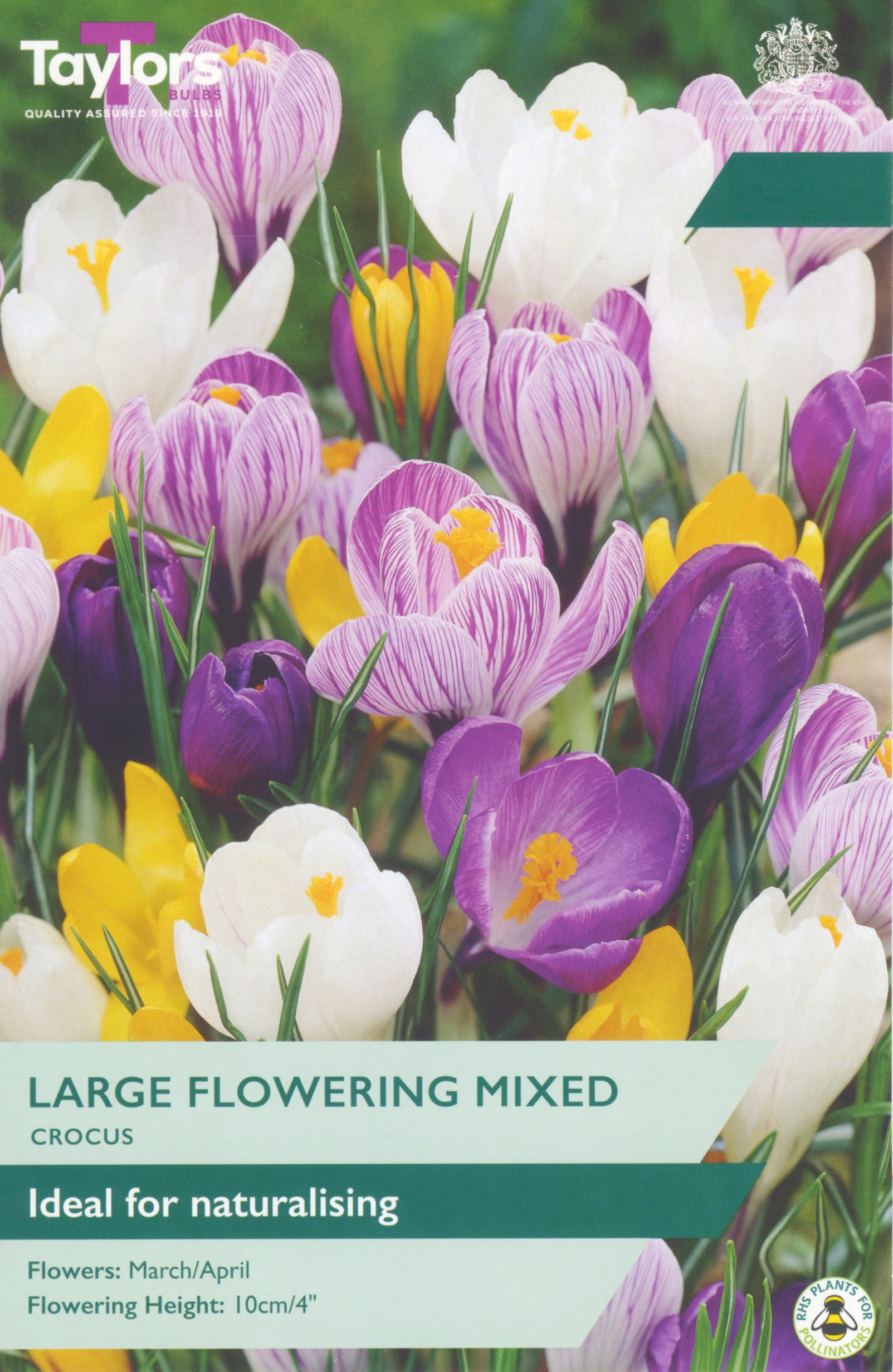 Taylor's Bulbs Crocus Mixed Species Large Flower